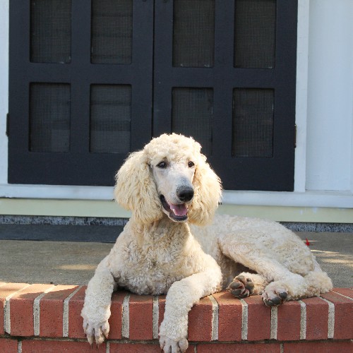 puppy, for, sale, Standard Poodle, John  Stoltzfus, dog, breeder, Christiana, PA, dog-breeder, puppy-for-sale, forsale, nearby, find, puppyfind, locator, puppylocator, aca