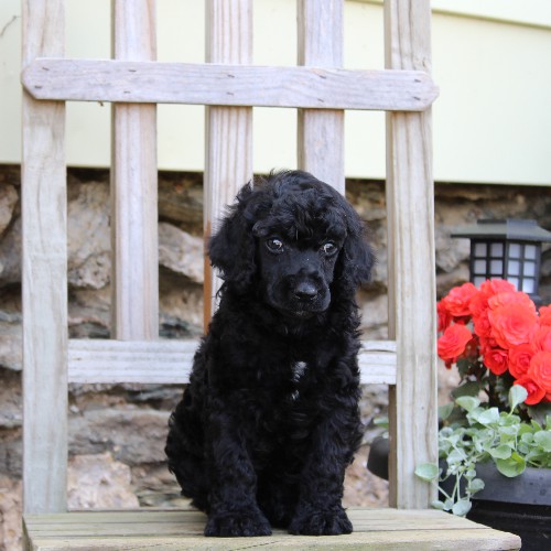 puppy, for, sale, Standard Poodle, John  Stoltzfus, dog, breeder, Christiana, PA, dog-breeder, puppy-for-sale, forsale, nearby, find, puppyfind, locator, puppylocator, aca