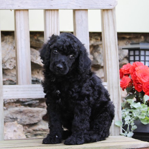 puppy, for, sale, Standard Poodle, John  Stoltzfus, dog, breeder, Christiana, PA, dog-breeder, puppy-for-sale, forsale, nearby, find, puppyfind, locator, puppylocator, aca