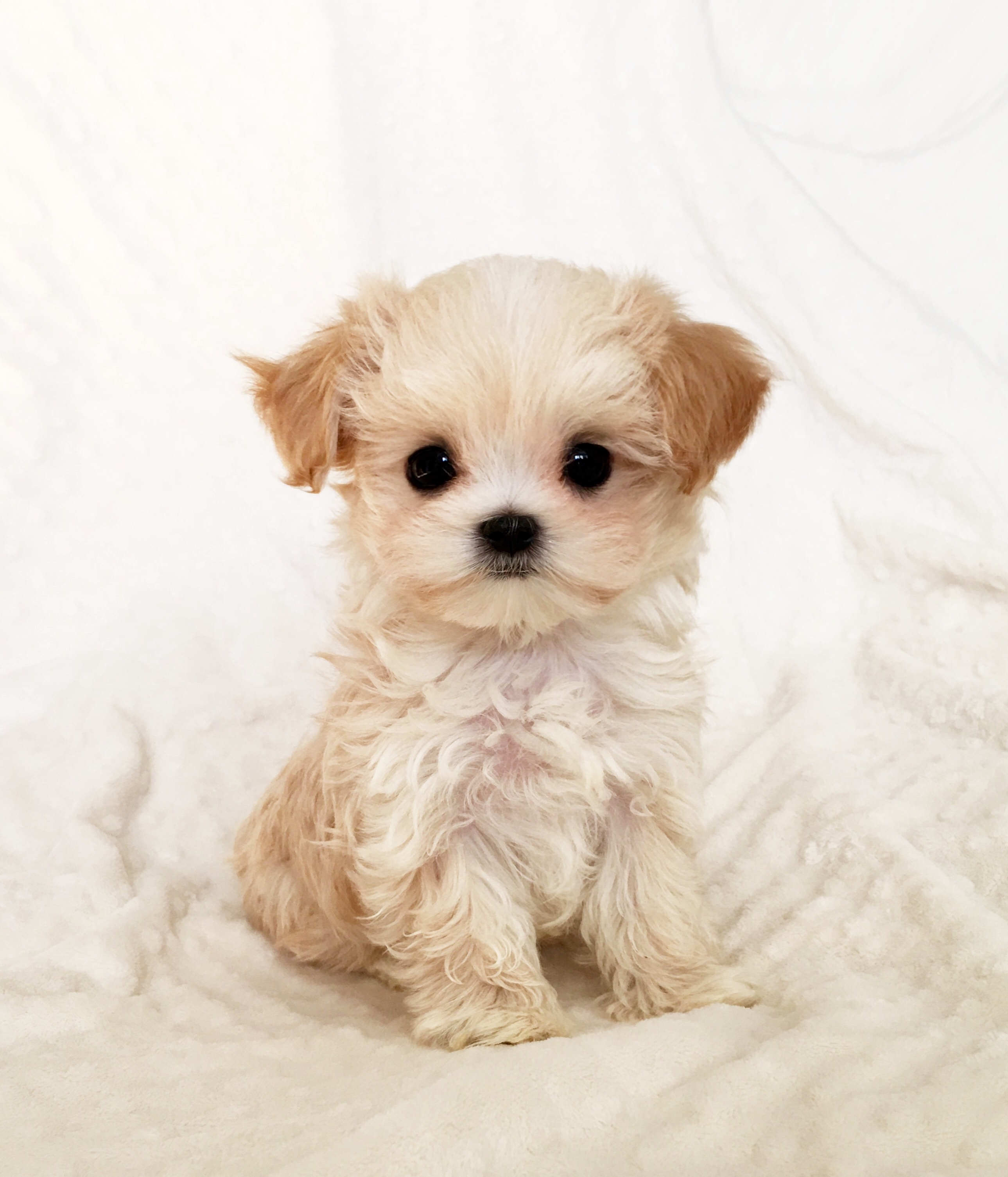 puppy, for, sale, Mixed Poo, Lercy D. Alvarez, dog, breeder, Clermont, FL, dog-breeder, puppy-for-sale, forsale, nearby, find, puppyfind, locator, puppylocator, aca