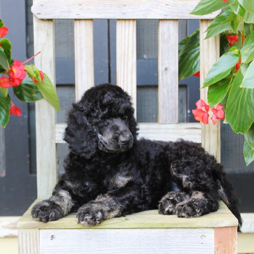 puppy, for, sale, Standard Poodle, John  Stoltzfus, dog, breeder, Christiana, PA, dog-breeder, puppy-for-sale, forsale, nearby, find, puppyfind, locator, puppylocator, aca