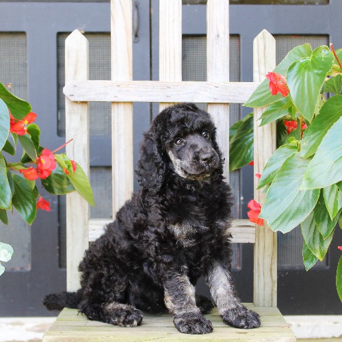 puppy, for, sale, Standard Poodle, John  Stoltzfus, dog, breeder, Christiana, PA, dog-breeder, puppy-for-sale, forsale, nearby, find, puppyfind, locator, puppylocator, aca
