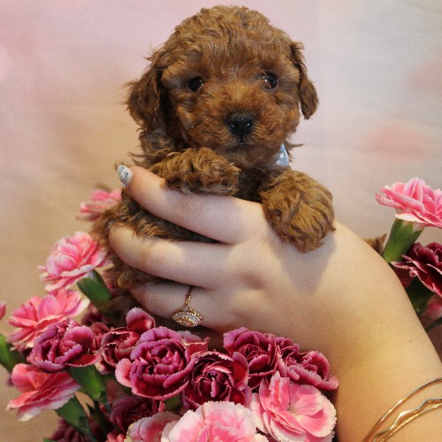 puppy, for, sale, Toy Poodle, Melvin  Fisher, dog, breeder, Coatesville, PA, dog-breeder, puppy-for-sale, forsale, nearby, find, puppyfind, locator, puppylocator, aca