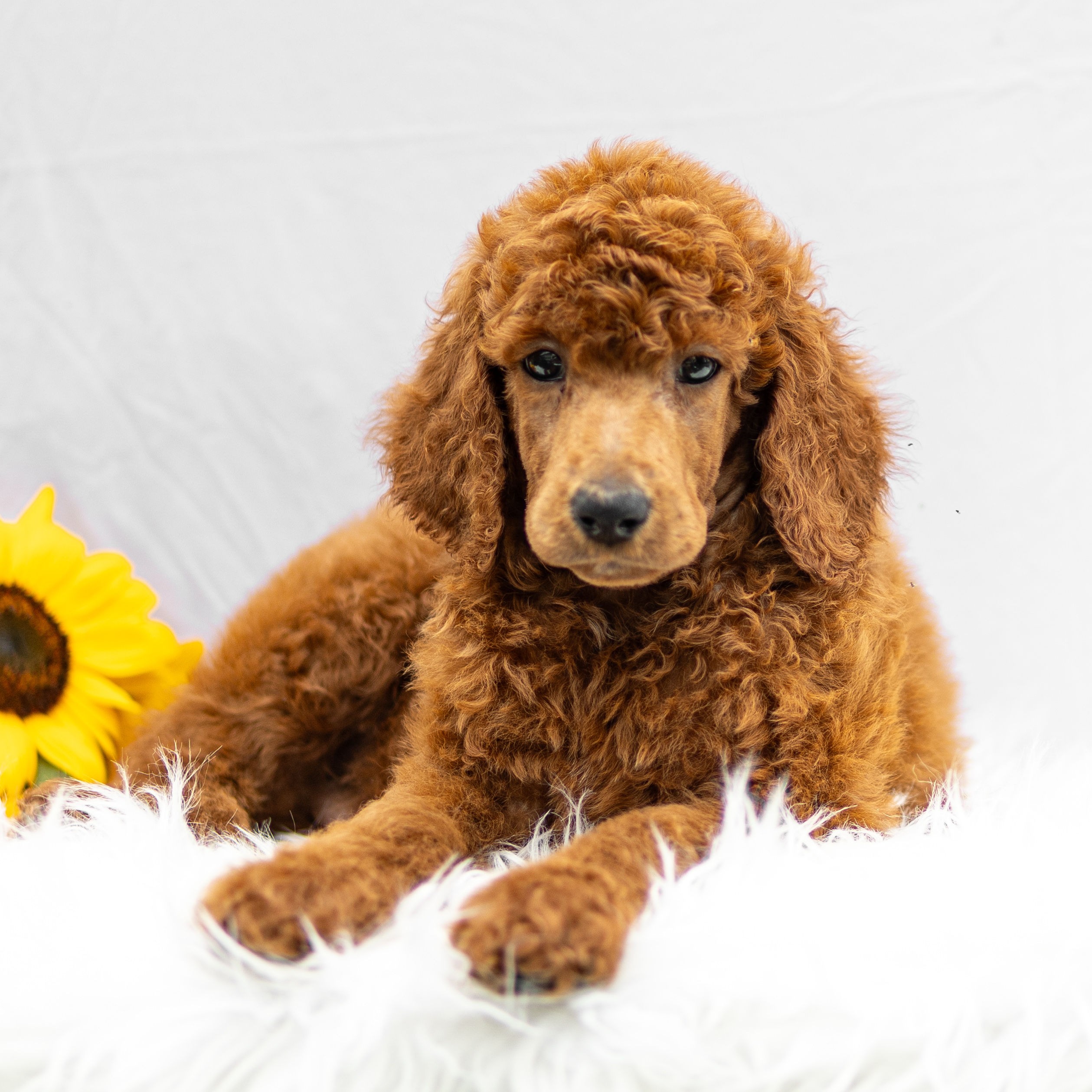 puppy, for, sale, Standard Poodle, John  Stoltzfus, dog, breeder, Christiana, PA, dog-breeder, puppy-for-sale, forsale, nearby, find, puppyfind, locator, puppylocator, aca