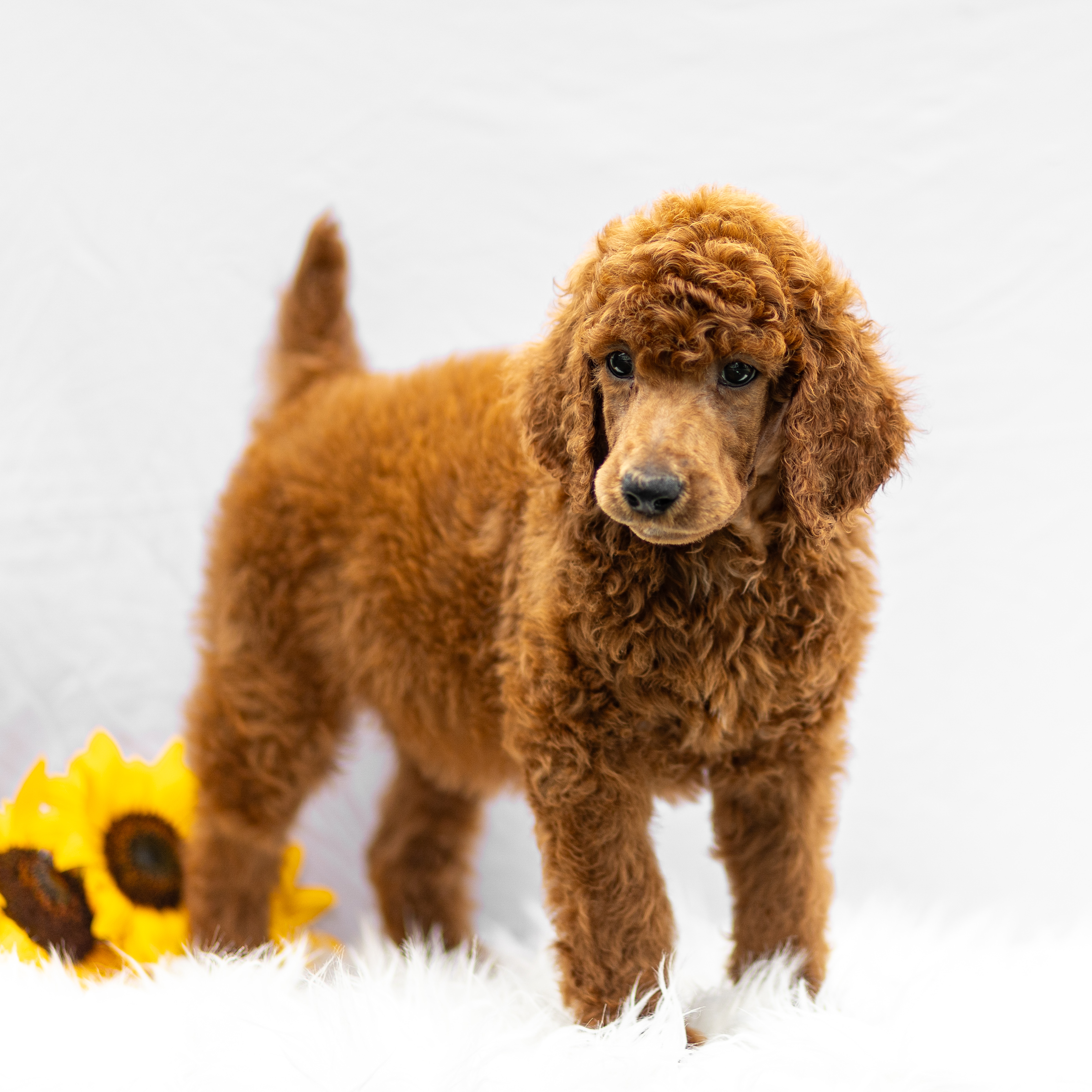 puppy, for, sale, Standard Poodle, John  Stoltzfus, dog, breeder, Christiana, PA, dog-breeder, puppy-for-sale, forsale, nearby, find, puppyfind, locator, puppylocator, aca