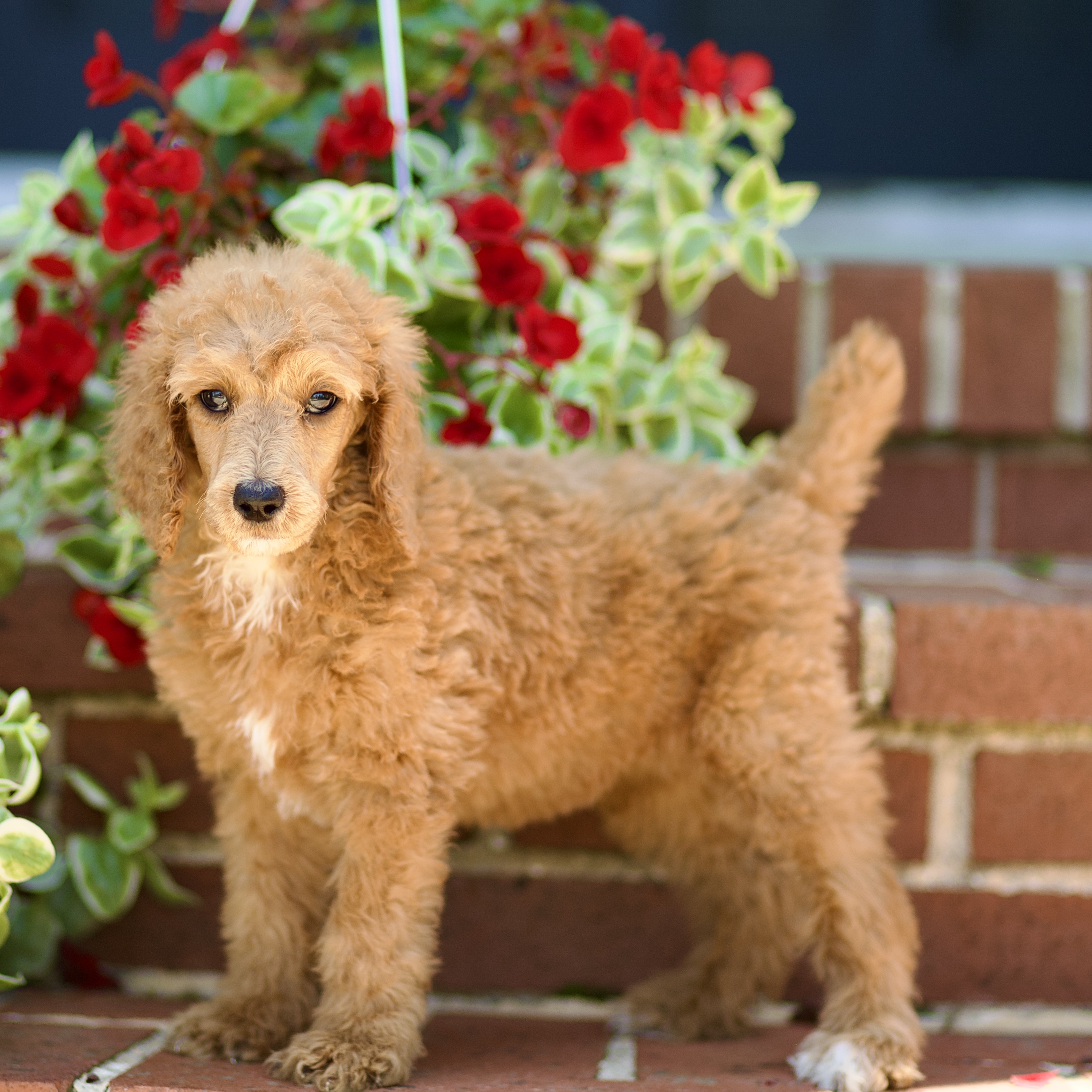 puppy, for, sale, Standard Poodle, John  Stoltzfus, dog, breeder, Christiana, PA, dog-breeder, puppy-for-sale, forsale, nearby, find, puppyfind, locator, puppylocator, aca