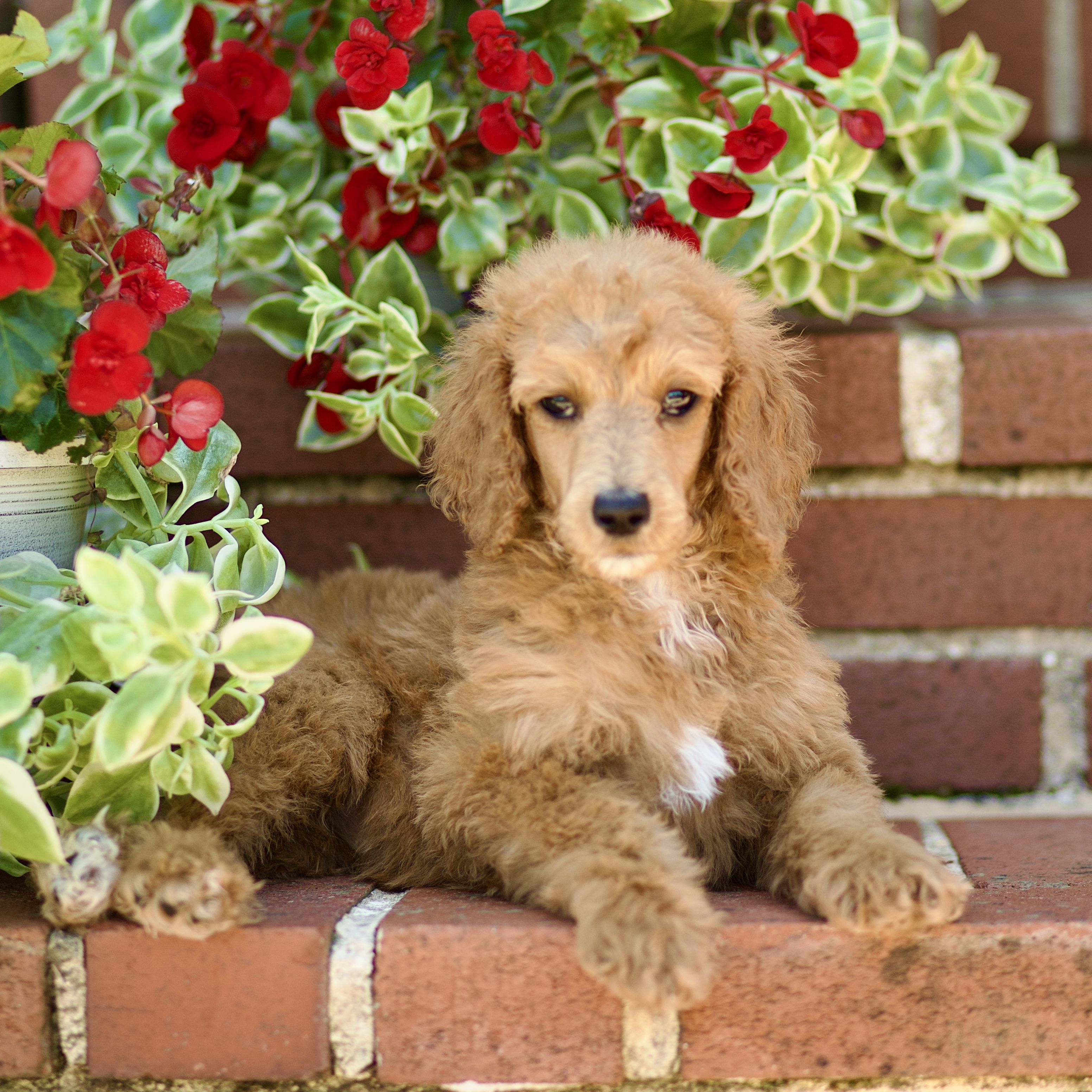 puppy, for, sale, Standard Poodle, John  Stoltzfus, dog, breeder, Christiana, PA, dog-breeder, puppy-for-sale, forsale, nearby, find, puppyfind, locator, puppylocator, aca