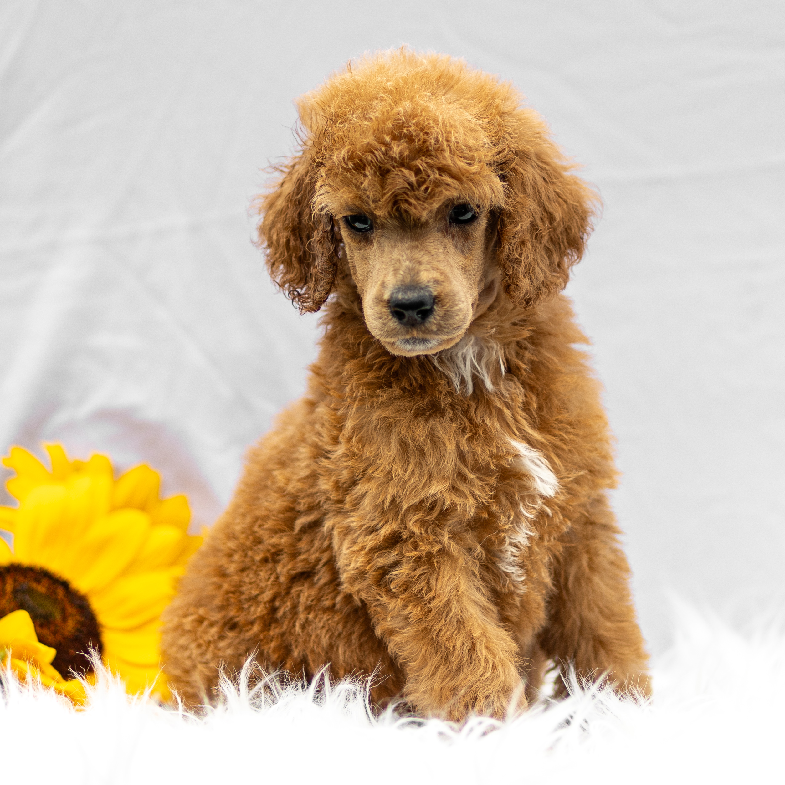 puppy, for, sale, Standard Poodle, John  Stoltzfus, dog, breeder, Christiana, PA, dog-breeder, puppy-for-sale, forsale, nearby, find, puppyfind, locator, puppylocator, aca