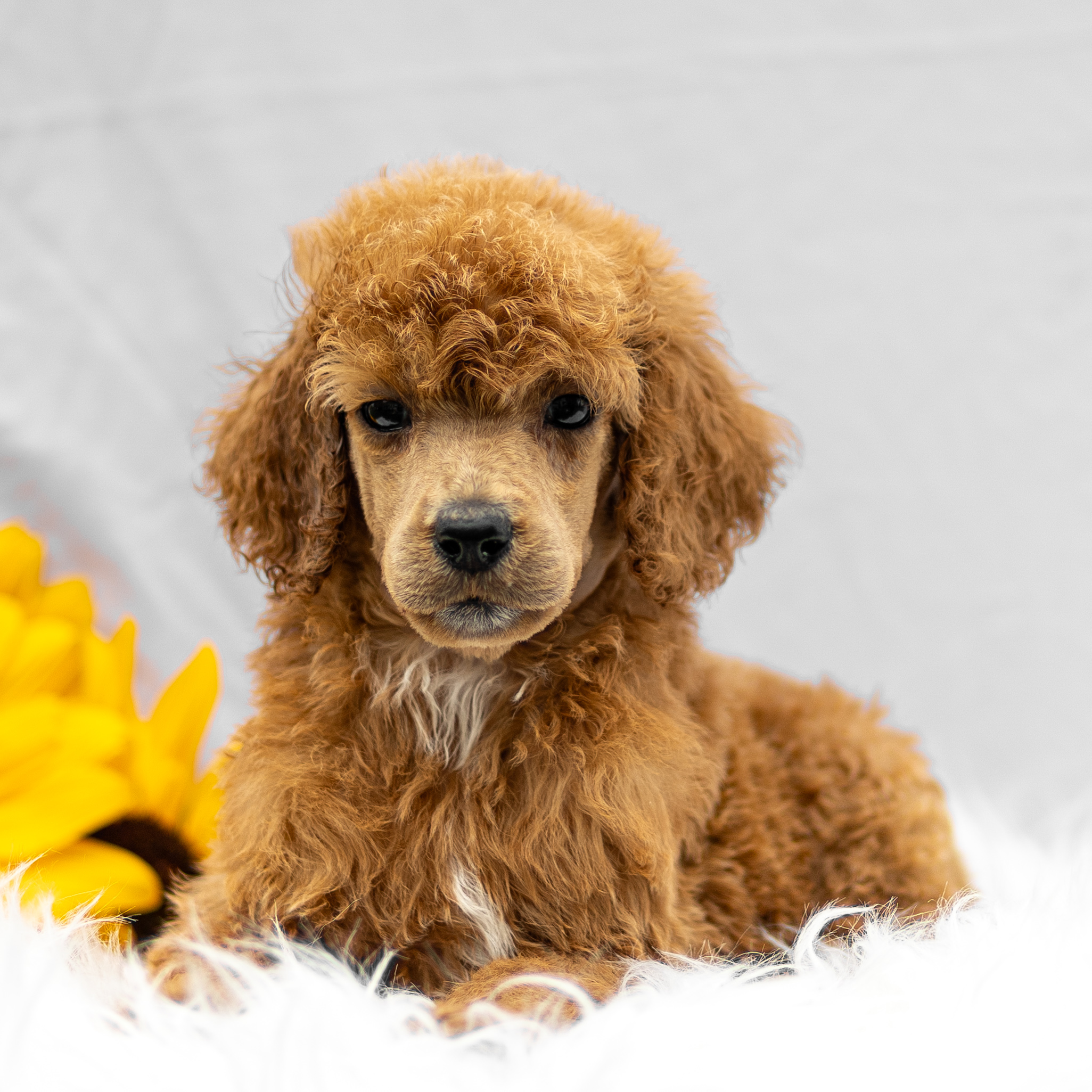 puppy, for, sale, Standard Poodle, John  Stoltzfus, dog, breeder, Christiana, PA, dog-breeder, puppy-for-sale, forsale, nearby, find, puppyfind, locator, puppylocator, aca