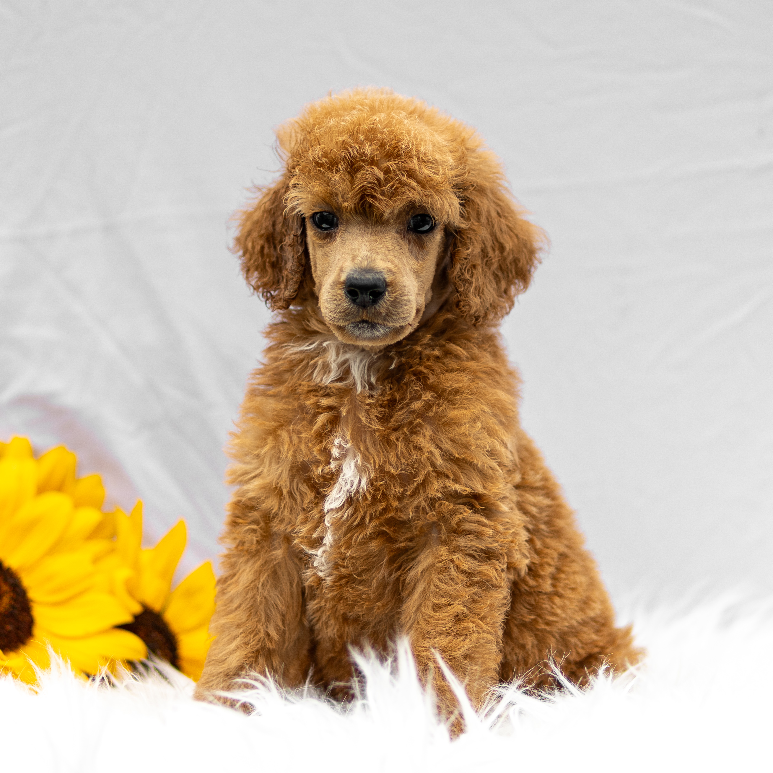 puppy, for, sale, Standard Poodle, John  Stoltzfus, dog, breeder, Christiana, PA, dog-breeder, puppy-for-sale, forsale, nearby, find, puppyfind, locator, puppylocator, aca