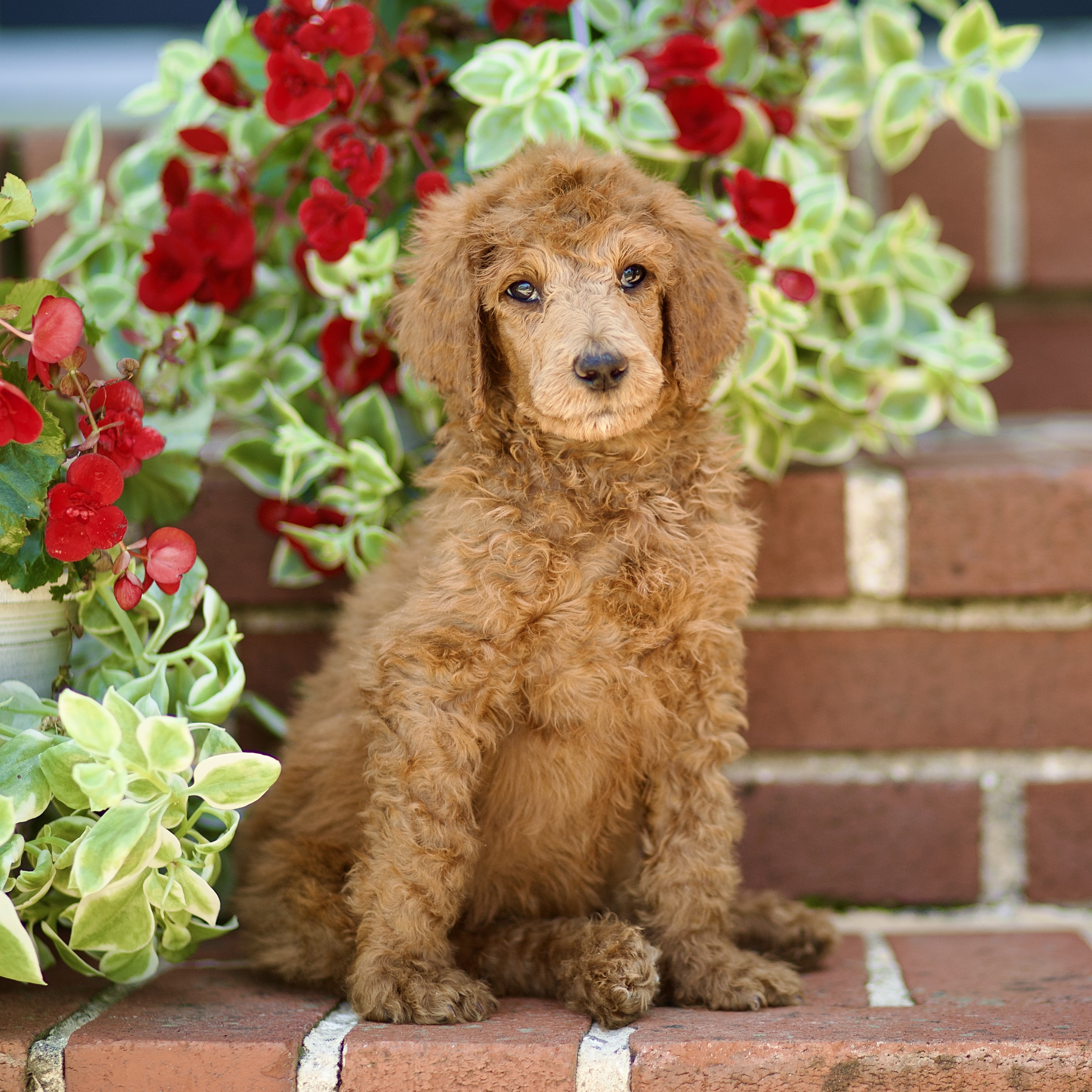 puppy, for, sale, Standard Poodle, John  Stoltzfus, dog, breeder, Christiana, PA, dog-breeder, puppy-for-sale, forsale, nearby, find, puppyfind, locator, puppylocator, aca