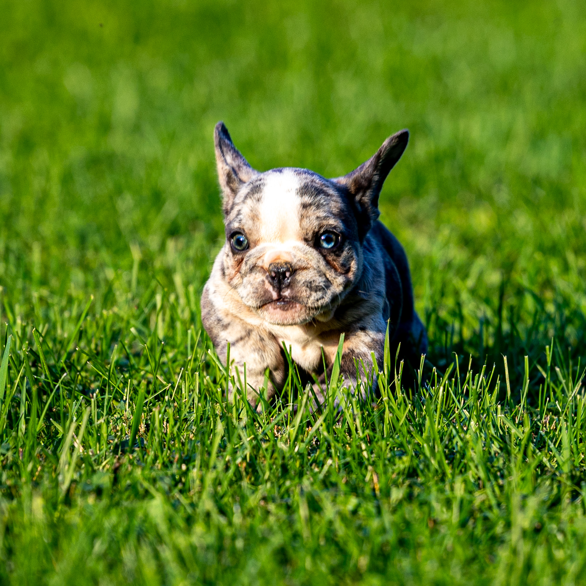 puppy, for, sale, French Bulldog, Lester S Stoltzfus, dog, breeder, Narvon, PA, dog-breeder, puppy-for-sale, forsale, nearby, find, puppyfind, locator, puppylocator, aca
