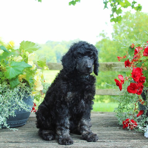 puppy, for, sale, Standard Poodle, John  Stoltzfus, dog, breeder, Christiana, PA, dog-breeder, puppy-for-sale, forsale, nearby, find, puppyfind, locator, puppylocator, aca