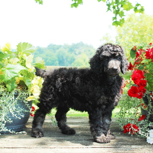 puppy, for, sale, Standard Poodle, John  Stoltzfus, dog, breeder, Christiana, PA, dog-breeder, puppy-for-sale, forsale, nearby, find, puppyfind, locator, puppylocator, aca
