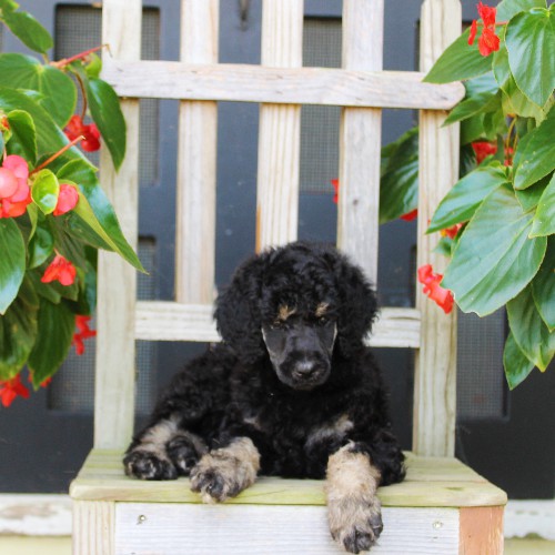 puppy, for, sale, Standard Poodle, John  Stoltzfus, dog, breeder, Christiana, PA, dog-breeder, puppy-for-sale, forsale, nearby, find, puppyfind, locator, puppylocator, aca