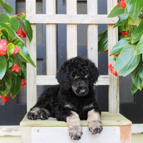 puppy, for, sale, Standard Poodle, John  Stoltzfus, dog, breeder, Christiana, PA, dog-breeder, puppy-for-sale, forsale, nearby, find, puppyfind, locator, puppylocator, aca