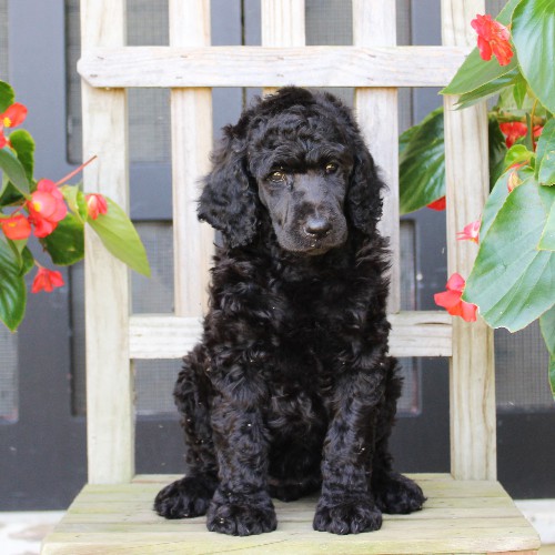 puppy, for, sale, Standard Poodle, John  Stoltzfus, dog, breeder, Christiana, PA, dog-breeder, puppy-for-sale, forsale, nearby, find, puppyfind, locator, puppylocator, aca