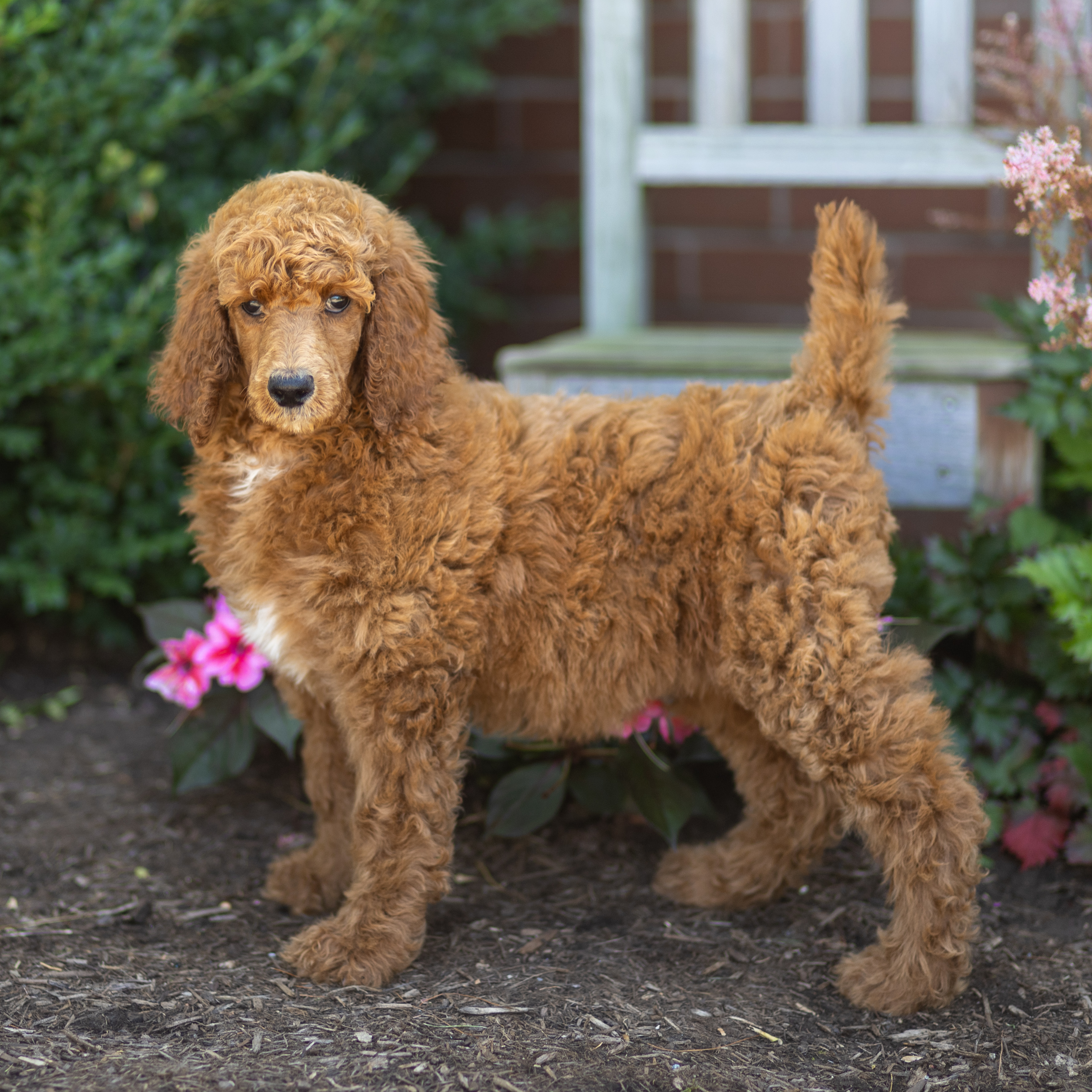 puppy, for, sale, Standard Poodle, John  Stoltzfus, dog, breeder, Christiana, PA, dog-breeder, puppy-for-sale, forsale, nearby, find, puppyfind, locator, puppylocator, aca