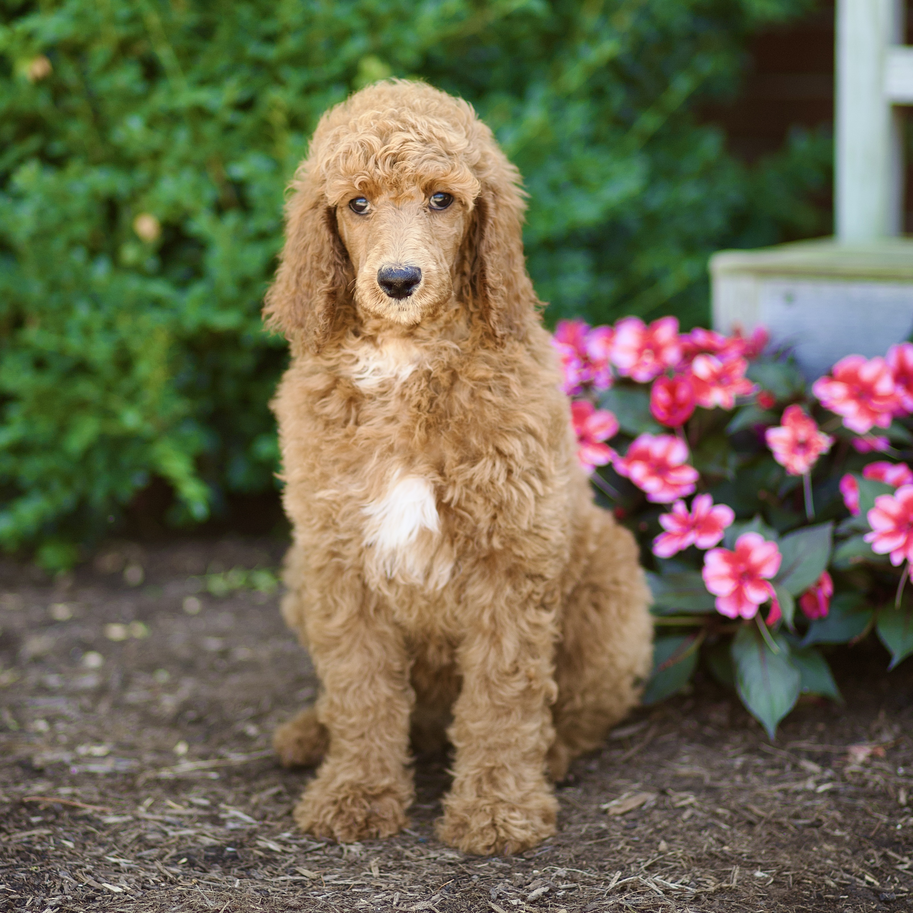 puppy, for, sale, Standard Poodle, John  Stoltzfus, dog, breeder, Christiana, PA, dog-breeder, puppy-for-sale, forsale, nearby, find, puppyfind, locator, puppylocator, aca