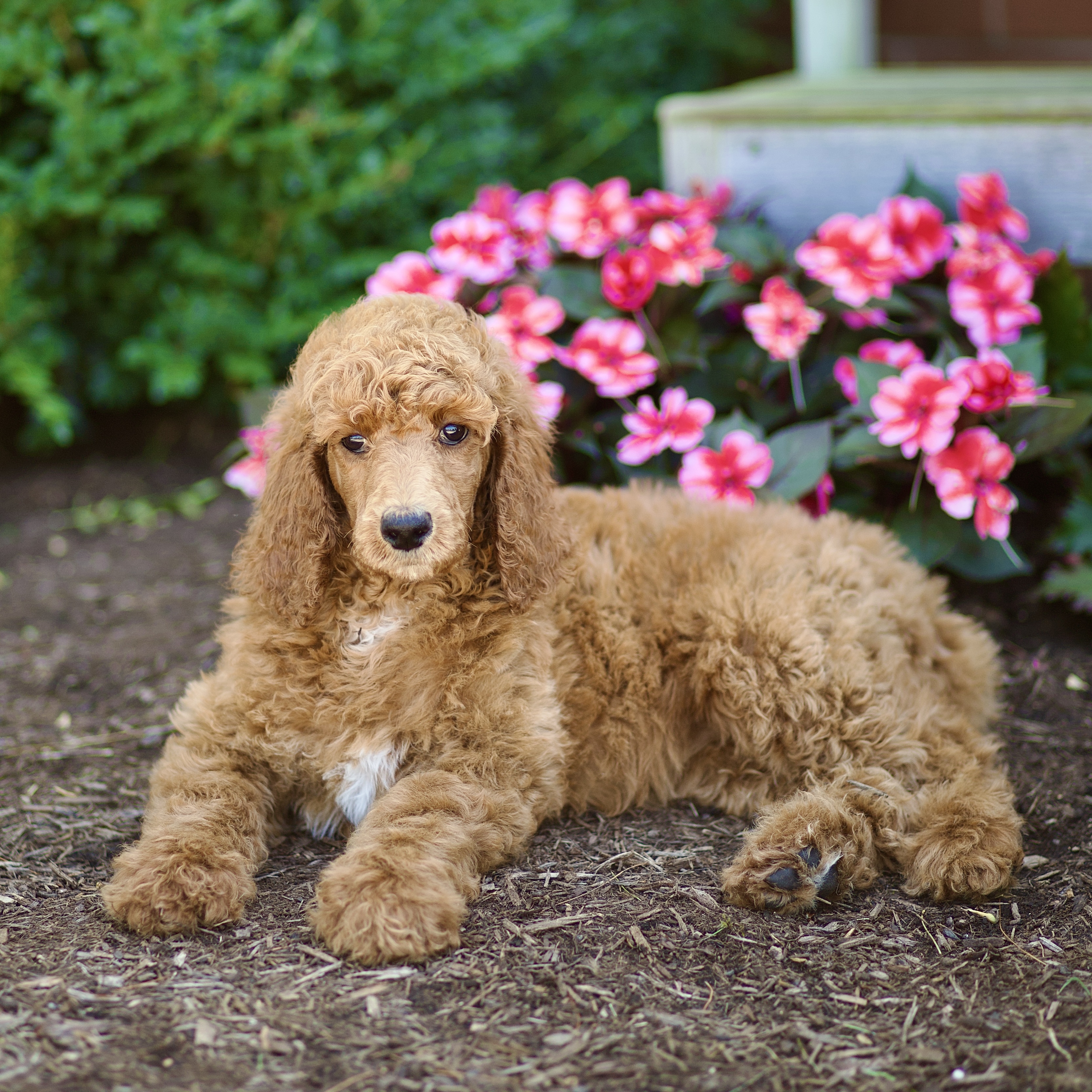 puppy, for, sale, Standard Poodle, John  Stoltzfus, dog, breeder, Christiana, PA, dog-breeder, puppy-for-sale, forsale, nearby, find, puppyfind, locator, puppylocator, aca