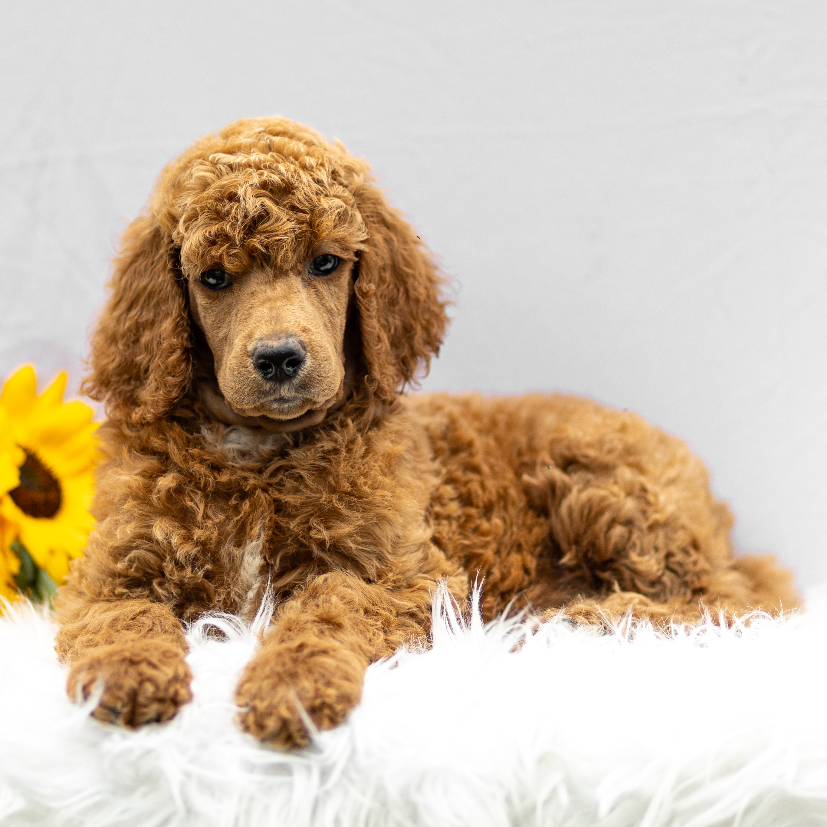 puppy, for, sale, Standard Poodle, John  Stoltzfus, dog, breeder, Christiana, PA, dog-breeder, puppy-for-sale, forsale, nearby, find, puppyfind, locator, puppylocator, aca
