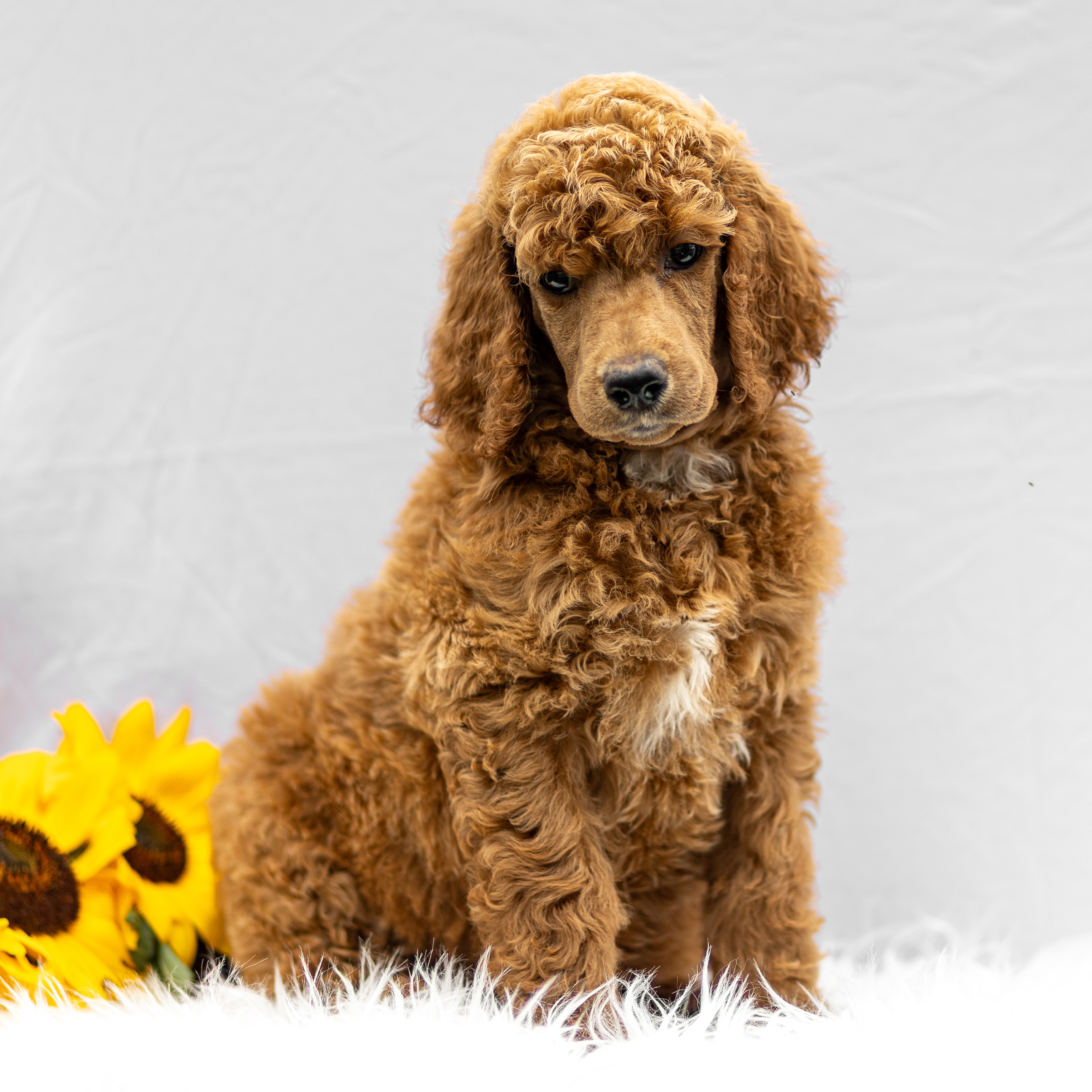 puppy, for, sale, Standard Poodle, John  Stoltzfus, dog, breeder, Christiana, PA, dog-breeder, puppy-for-sale, forsale, nearby, find, puppyfind, locator, puppylocator, aca