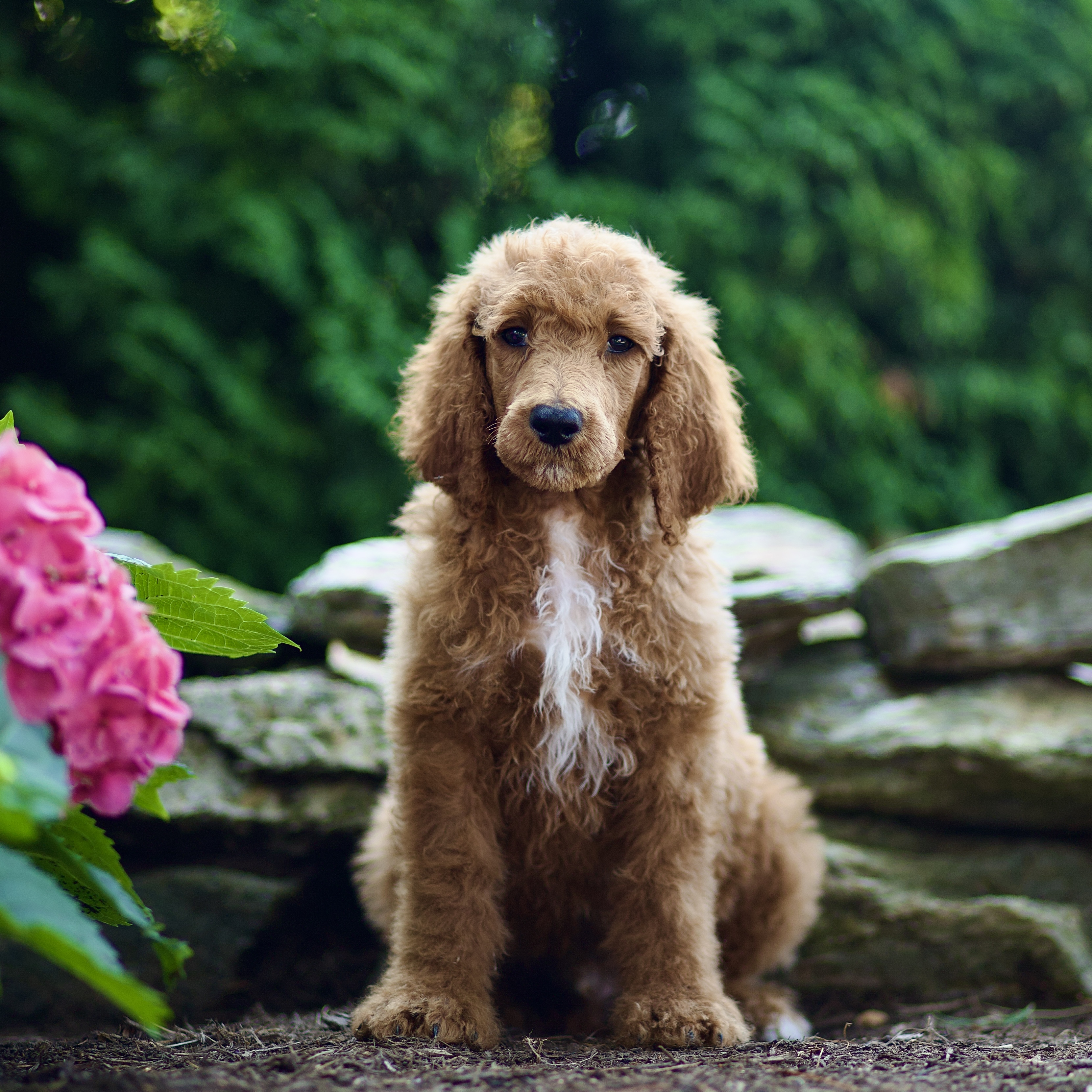 puppy, for, sale, Standard Poodle, John  Stoltzfus, dog, breeder, Christiana, PA, dog-breeder, puppy-for-sale, forsale, nearby, find, puppyfind, locator, puppylocator, aca