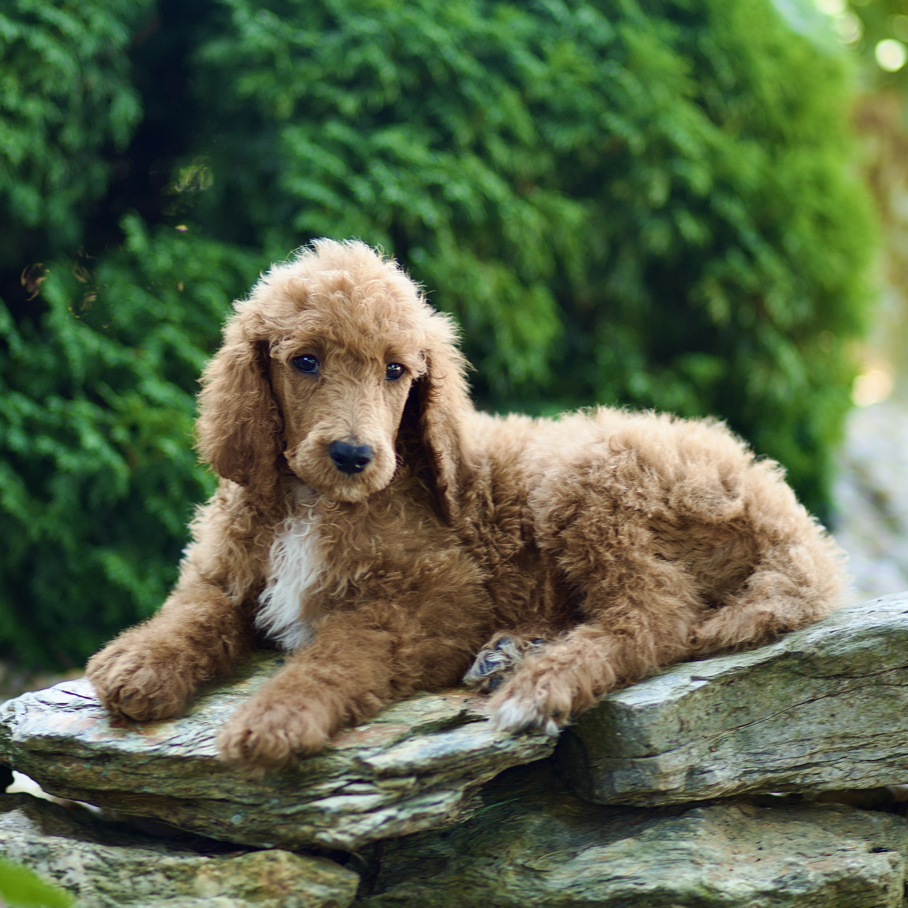 puppy, for, sale, Standard Poodle, John  Stoltzfus, dog, breeder, Christiana, PA, dog-breeder, puppy-for-sale, forsale, nearby, find, puppyfind, locator, puppylocator, aca