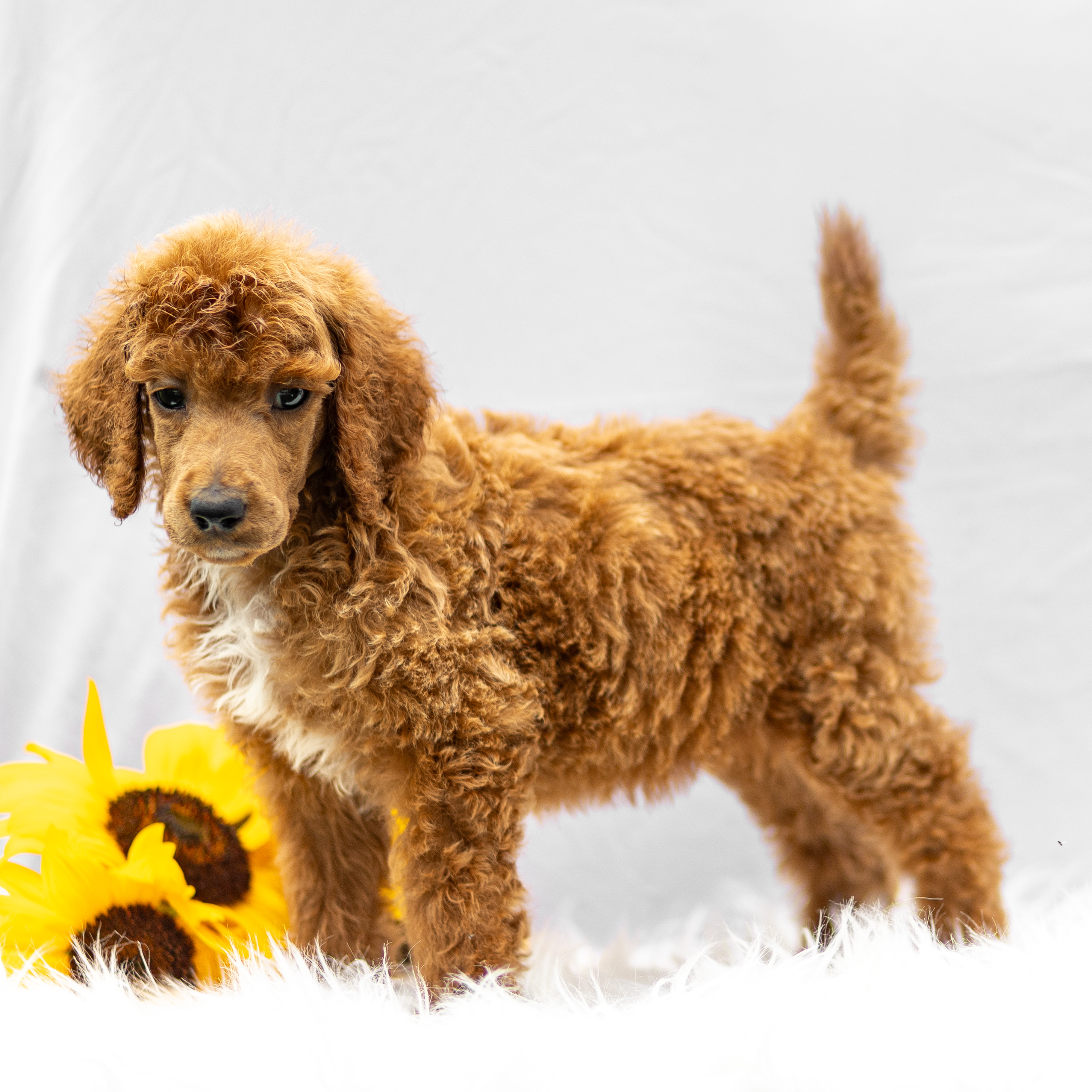 puppy, for, sale, Standard Poodle, John  Stoltzfus, dog, breeder, Christiana, PA, dog-breeder, puppy-for-sale, forsale, nearby, find, puppyfind, locator, puppylocator, aca