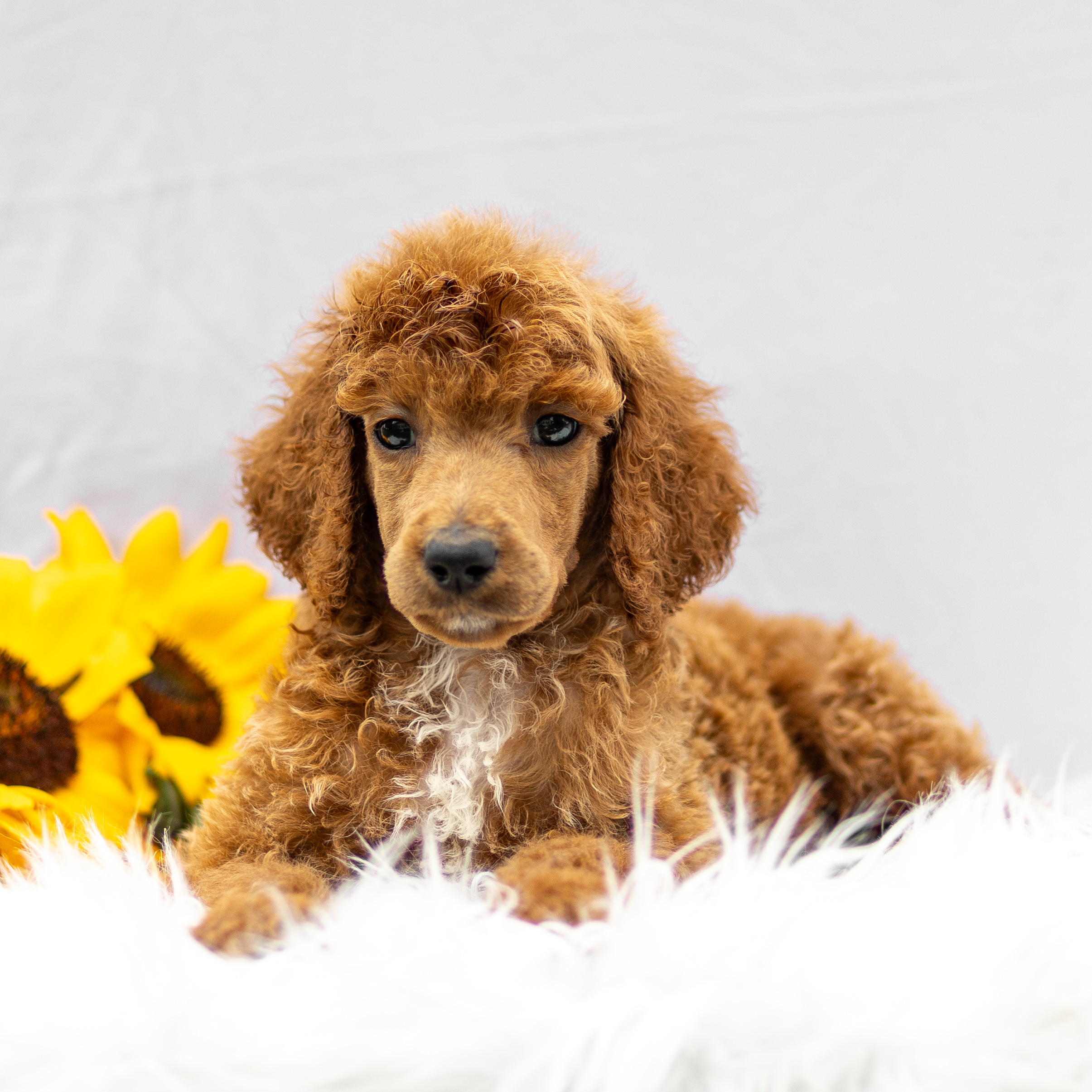 puppy, for, sale, Standard Poodle, John  Stoltzfus, dog, breeder, Christiana, PA, dog-breeder, puppy-for-sale, forsale, nearby, find, puppyfind, locator, puppylocator, aca