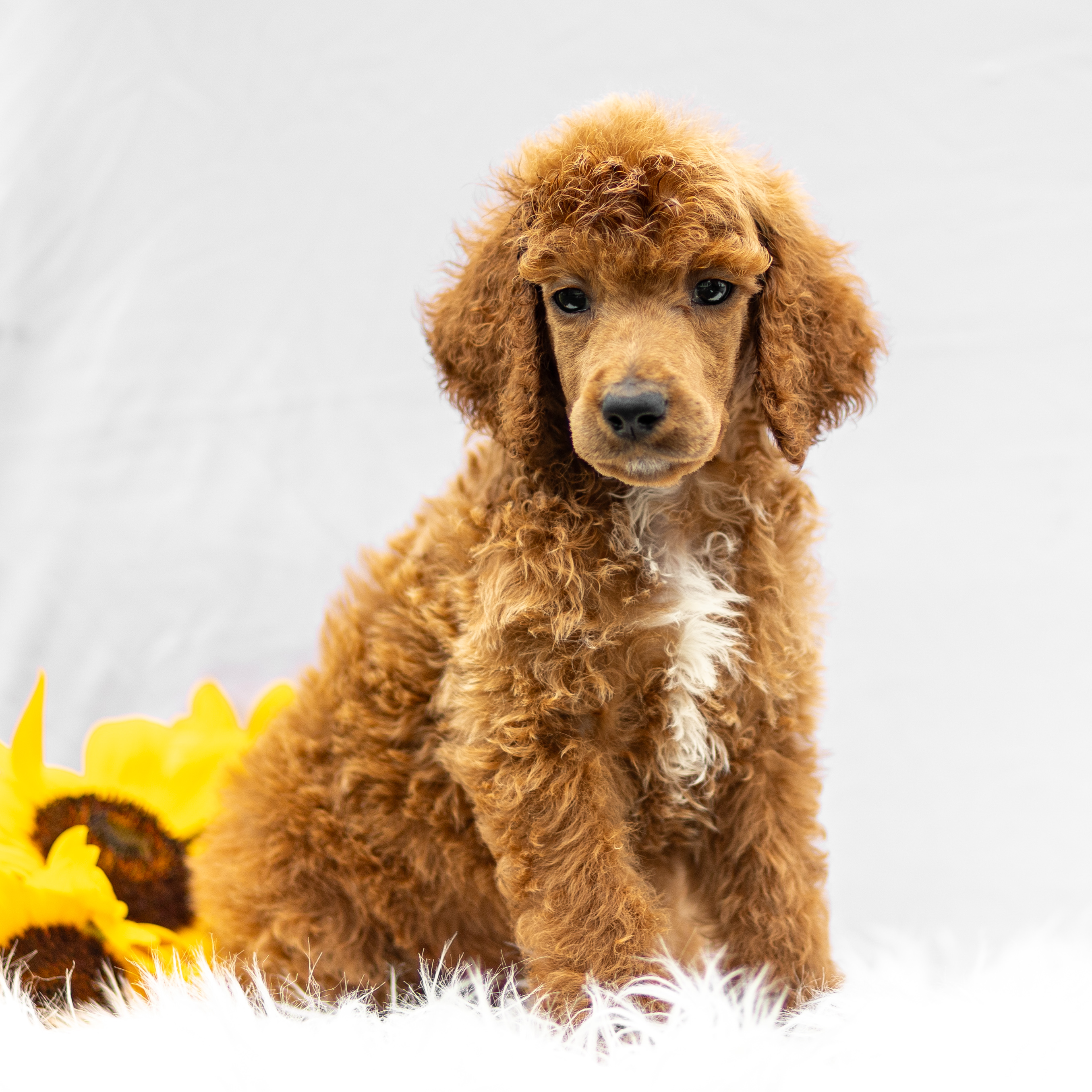 puppy, for, sale, Standard Poodle, John  Stoltzfus, dog, breeder, Christiana, PA, dog-breeder, puppy-for-sale, forsale, nearby, find, puppyfind, locator, puppylocator, aca
