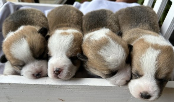 puppy, for, sale, Pembroke Welsh Corgi, Melvin  Fisher, dog, breeder, Coatesville, PA, dog-breeder, puppy-for-sale, forsale, nearby, find, puppyfind, locator, puppylocator, aca
