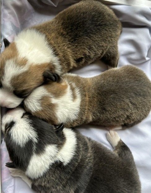 puppy, for, sale, Pembroke Welsh Corgi, Melvin  Fisher, dog, breeder, Coatesville, PA, dog-breeder, puppy-for-sale, forsale, nearby, find, puppyfind, locator, puppylocator, aca