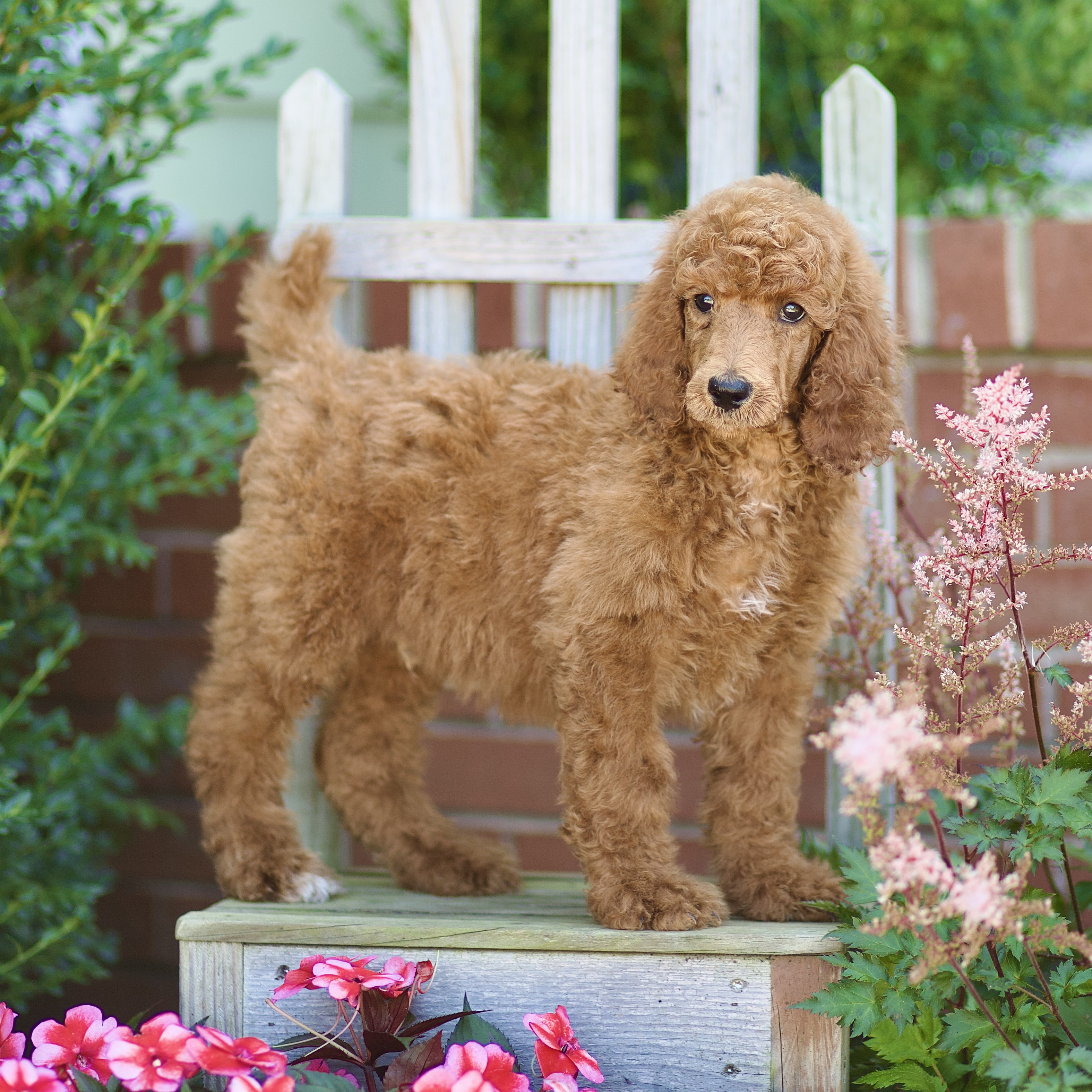 puppy, for, sale, Standard Poodle, John  Stoltzfus, dog, breeder, Christiana, PA, dog-breeder, puppy-for-sale, forsale, nearby, find, puppyfind, locator, puppylocator, aca