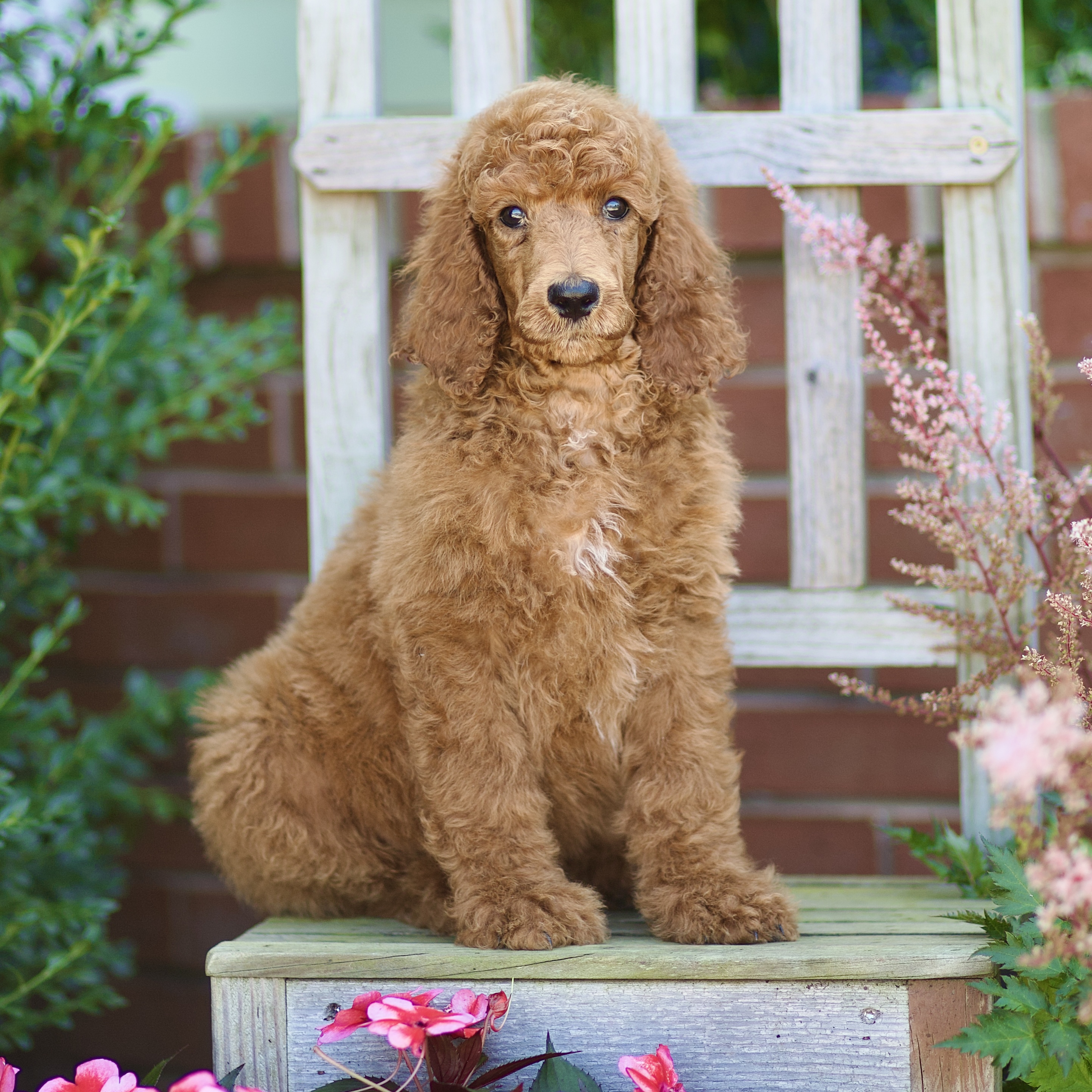 puppy, for, sale, Standard Poodle, John  Stoltzfus, dog, breeder, Christiana, PA, dog-breeder, puppy-for-sale, forsale, nearby, find, puppyfind, locator, puppylocator, aca