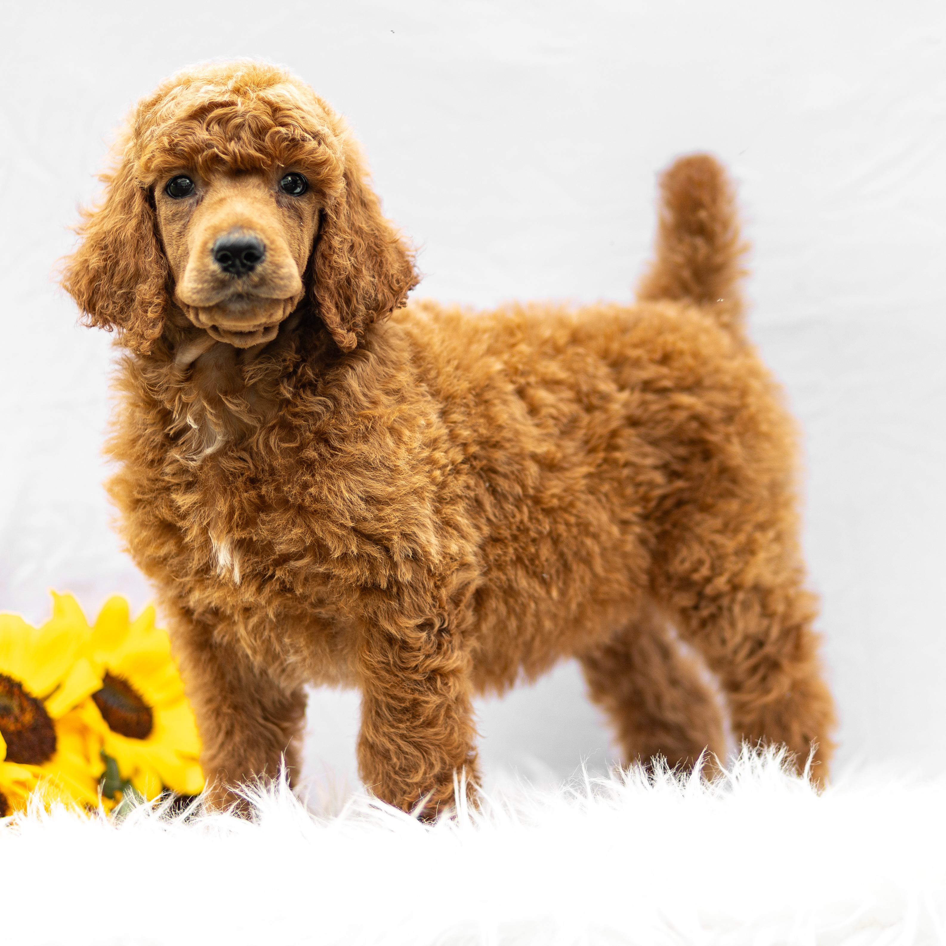 puppy, for, sale, Standard Poodle, John  Stoltzfus, dog, breeder, Christiana, PA, dog-breeder, puppy-for-sale, forsale, nearby, find, puppyfind, locator, puppylocator, aca
