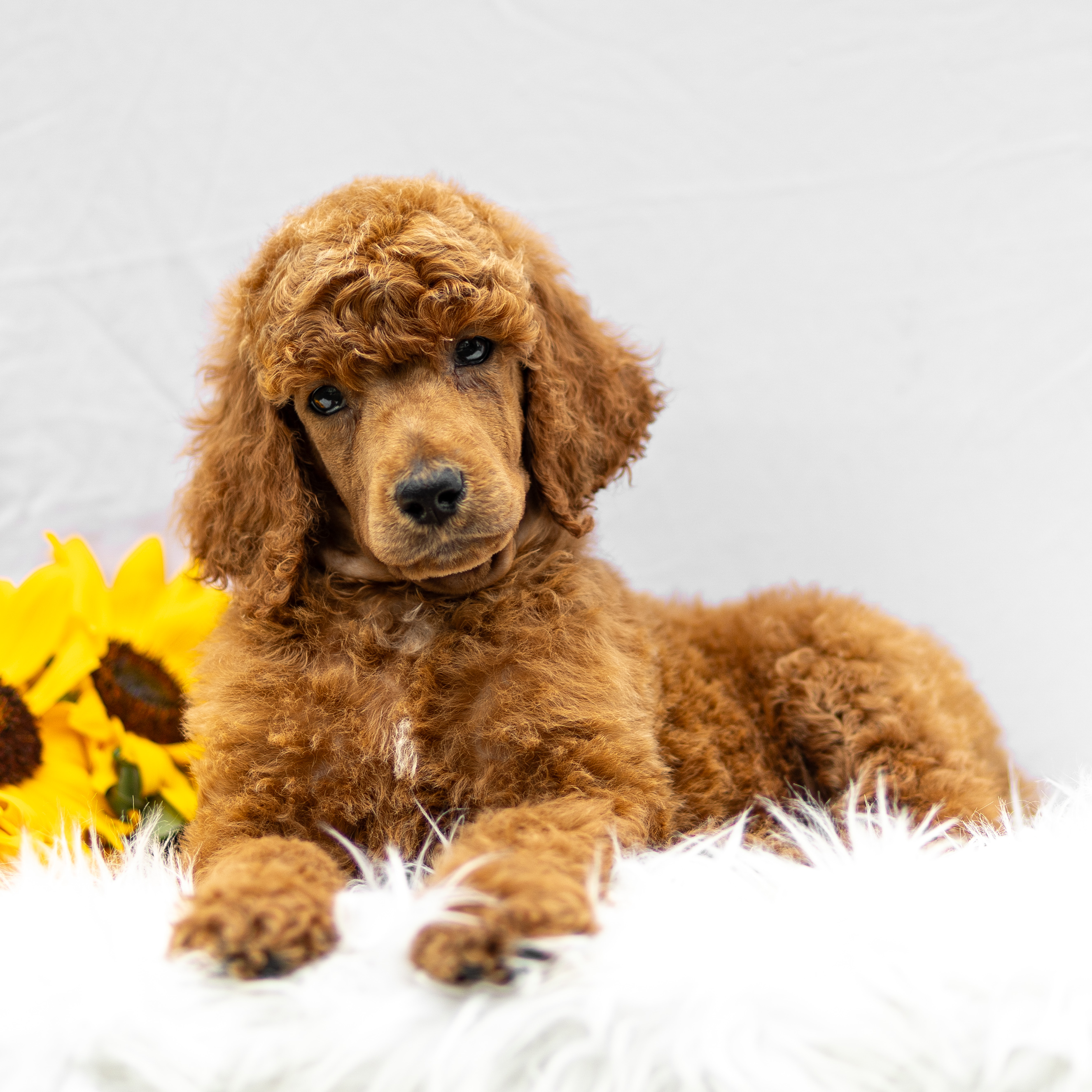 puppy, for, sale, Standard Poodle, John  Stoltzfus, dog, breeder, Christiana, PA, dog-breeder, puppy-for-sale, forsale, nearby, find, puppyfind, locator, puppylocator, aca