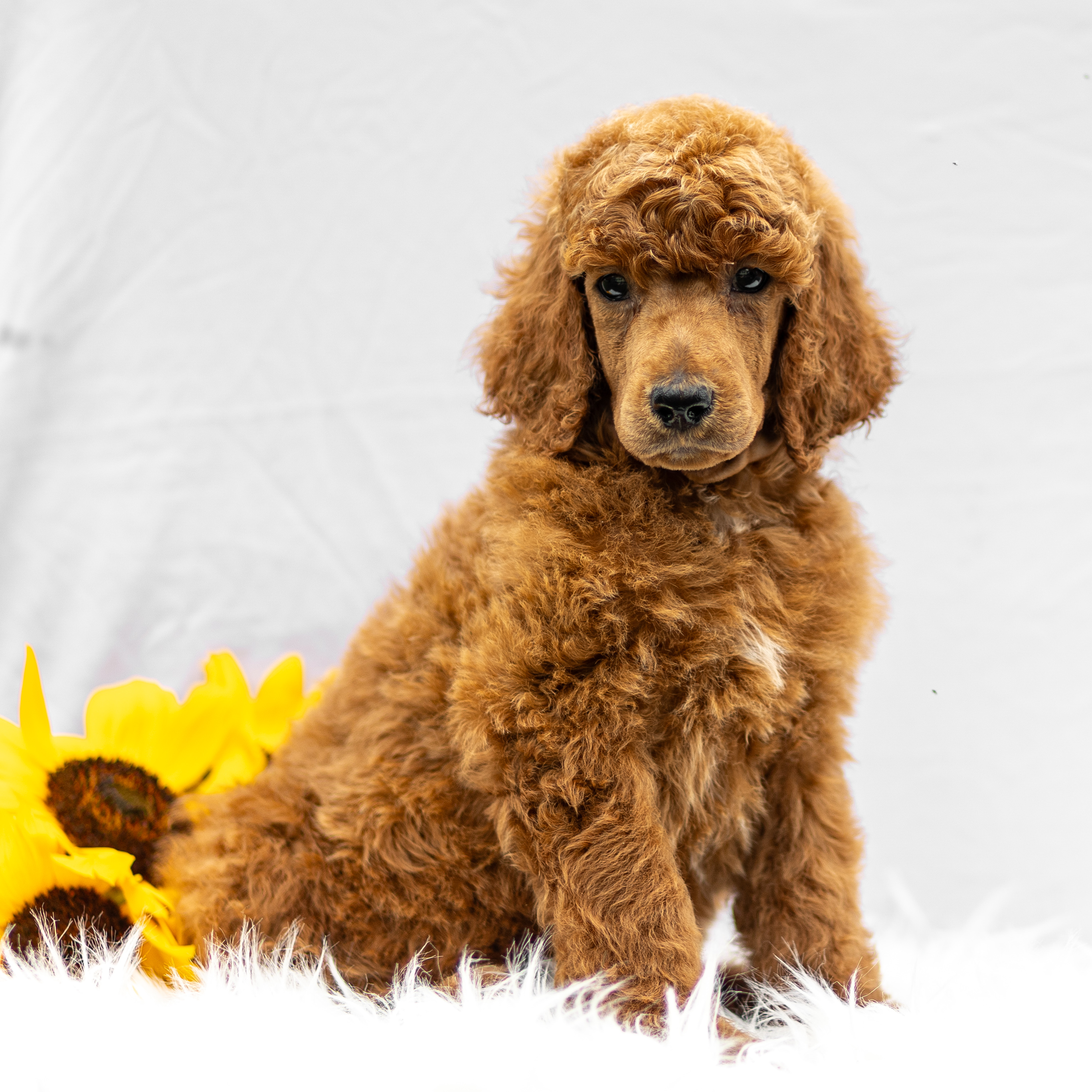 puppy, for, sale, Standard Poodle, John  Stoltzfus, dog, breeder, Christiana, PA, dog-breeder, puppy-for-sale, forsale, nearby, find, puppyfind, locator, puppylocator, aca
