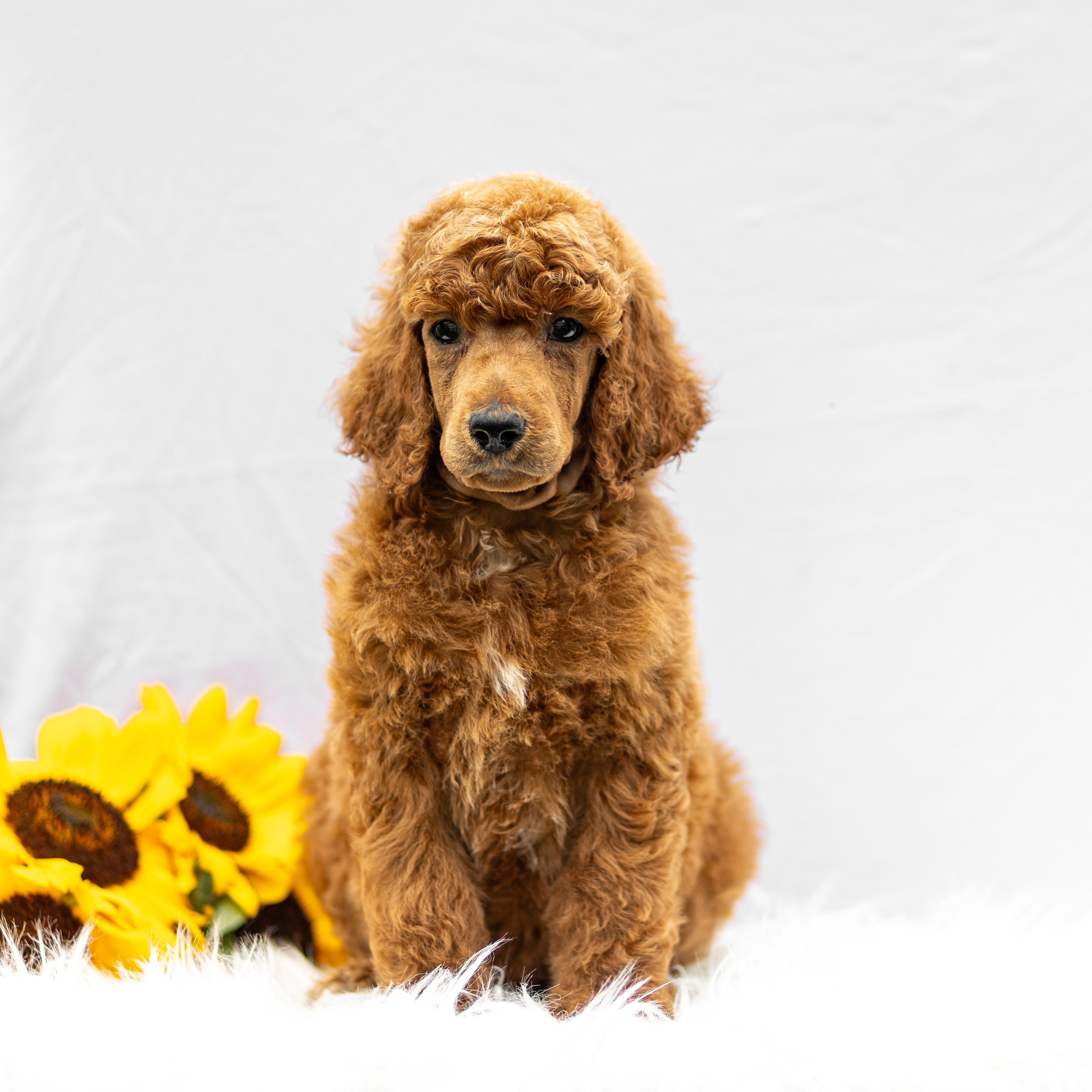 puppy, for, sale, Standard Poodle, John  Stoltzfus, dog, breeder, Christiana, PA, dog-breeder, puppy-for-sale, forsale, nearby, find, puppyfind, locator, puppylocator, aca