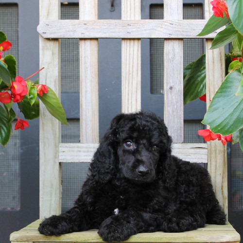 puppy, for, sale, Standard Poodle, John  Stoltzfus, dog, breeder, Christiana, PA, dog-breeder, puppy-for-sale, forsale, nearby, find, puppyfind, locator, puppylocator, aca