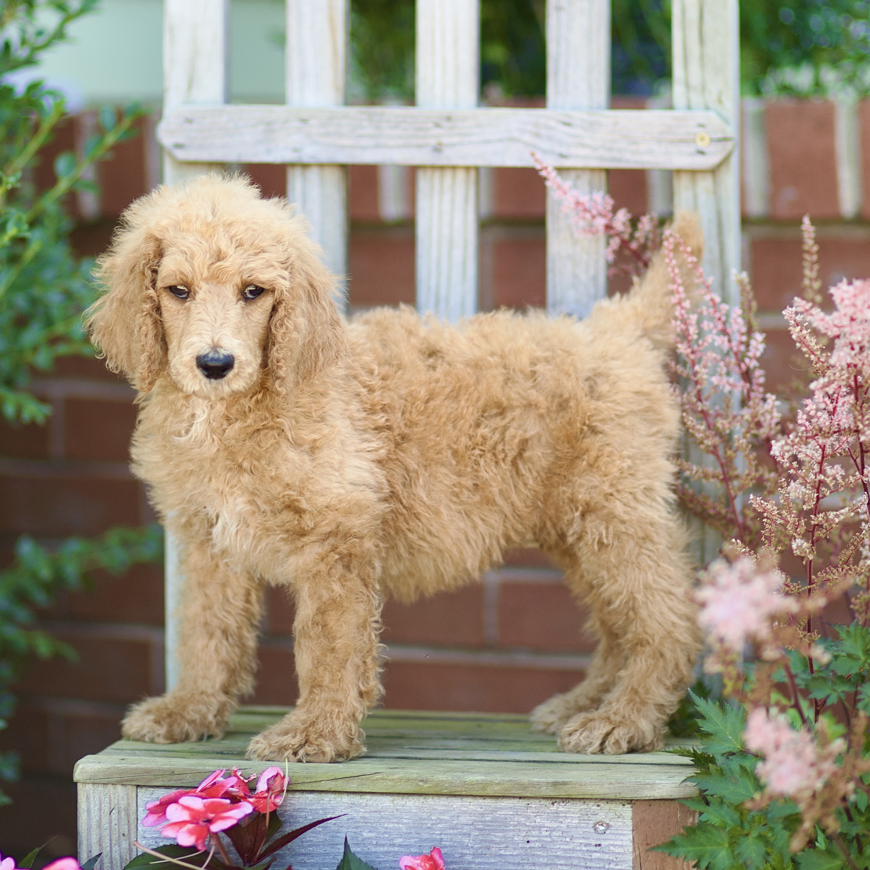 puppy, for, sale, Standard Poodle, John  Stoltzfus, dog, breeder, Christiana, PA, dog-breeder, puppy-for-sale, forsale, nearby, find, puppyfind, locator, puppylocator, aca