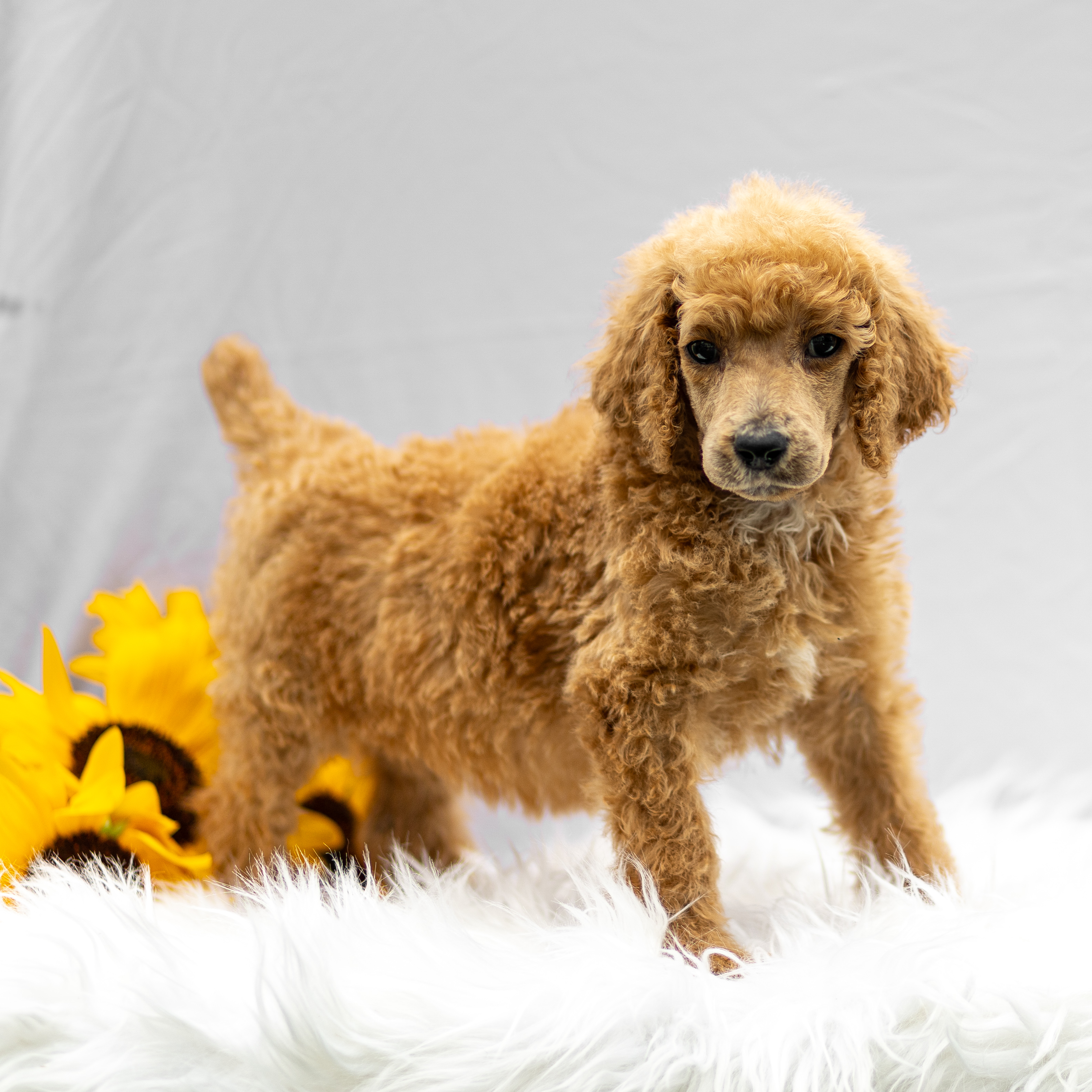 puppy, for, sale, Standard Poodle, John  Stoltzfus, dog, breeder, Christiana, PA, dog-breeder, puppy-for-sale, forsale, nearby, find, puppyfind, locator, puppylocator, aca