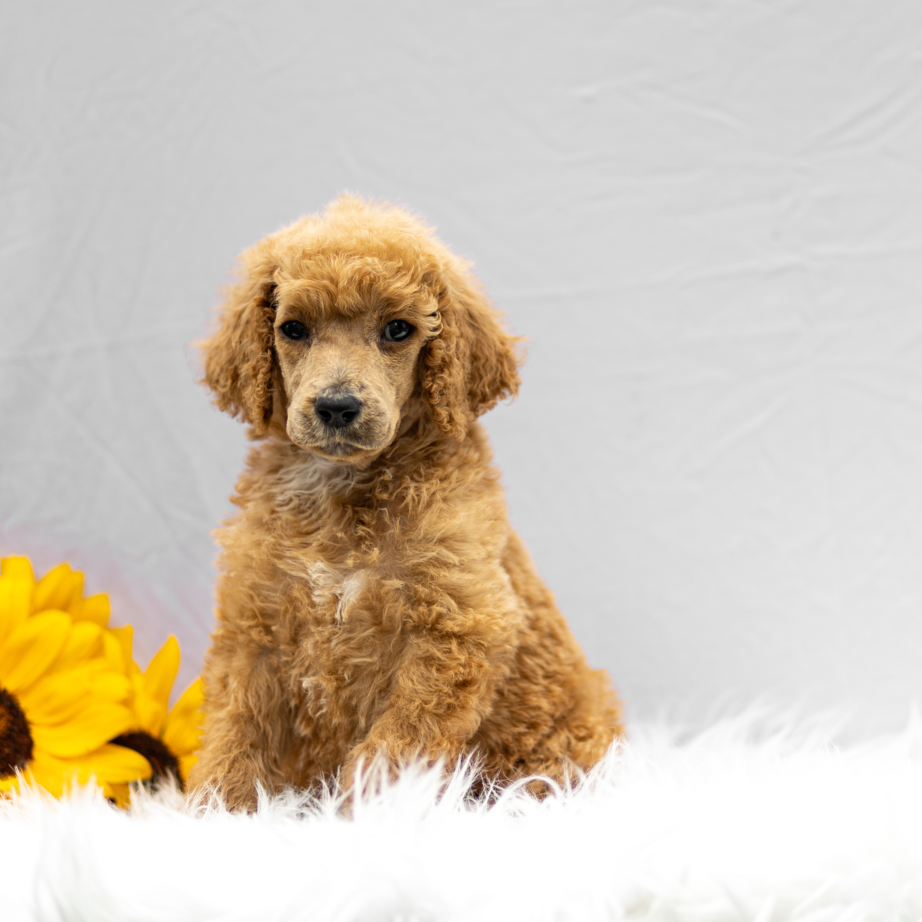 puppy, for, sale, Standard Poodle, John  Stoltzfus, dog, breeder, Christiana, PA, dog-breeder, puppy-for-sale, forsale, nearby, find, puppyfind, locator, puppylocator, aca