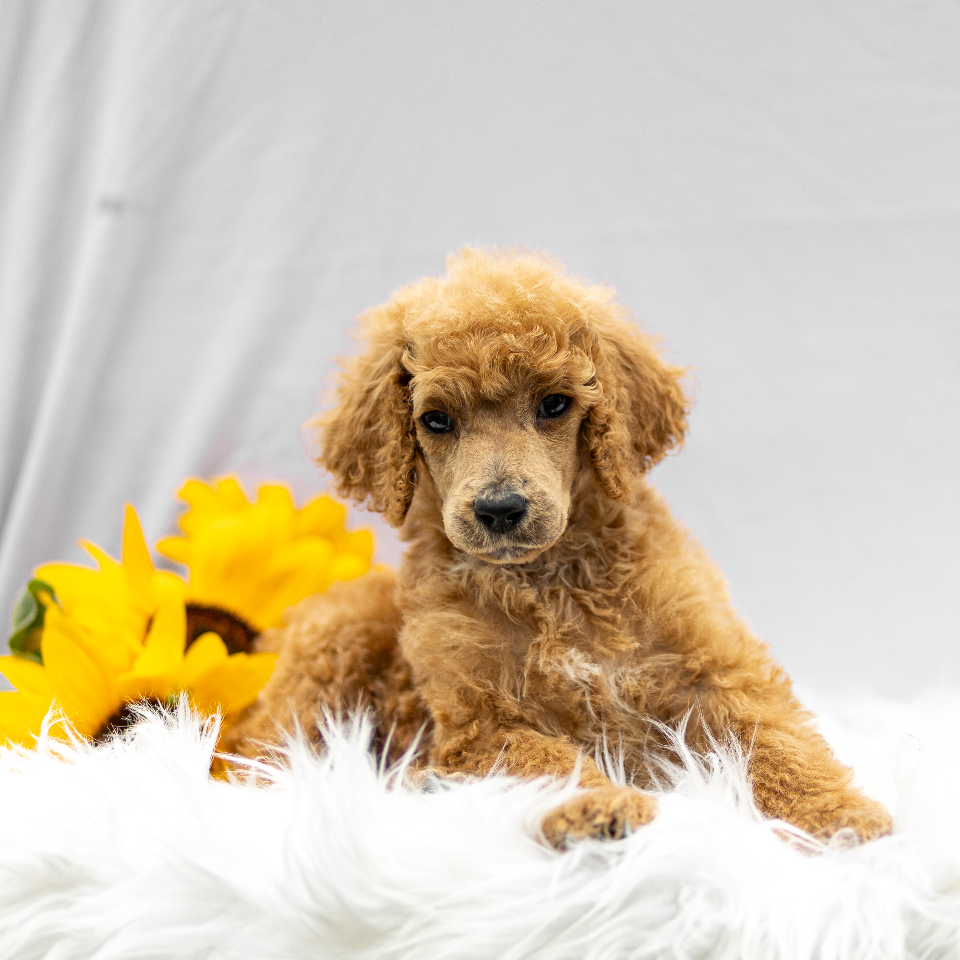 puppy, for, sale, Standard Poodle, John  Stoltzfus, dog, breeder, Christiana, PA, dog-breeder, puppy-for-sale, forsale, nearby, find, puppyfind, locator, puppylocator, aca