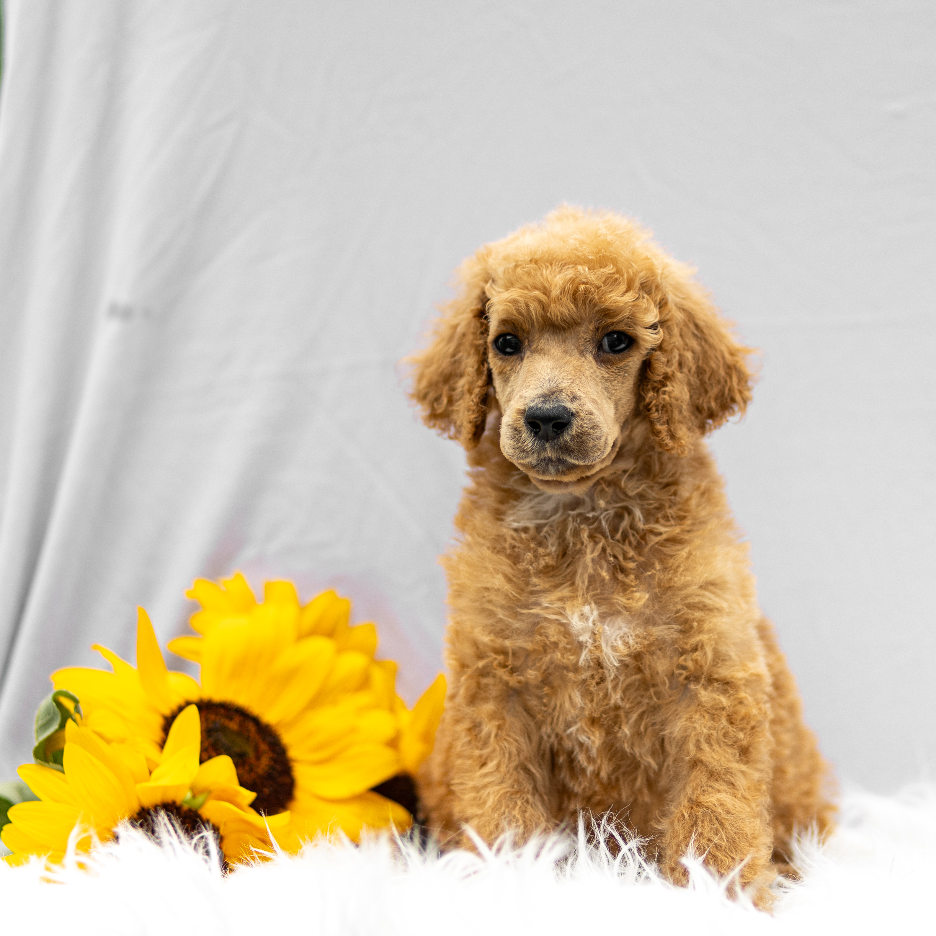 puppy, for, sale, Standard Poodle, John  Stoltzfus, dog, breeder, Christiana, PA, dog-breeder, puppy-for-sale, forsale, nearby, find, puppyfind, locator, puppylocator, aca