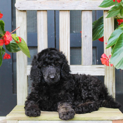 puppy, for, sale, Standard Poodle, John  Stoltzfus, dog, breeder, Christiana, PA, dog-breeder, puppy-for-sale, forsale, nearby, find, puppyfind, locator, puppylocator, aca