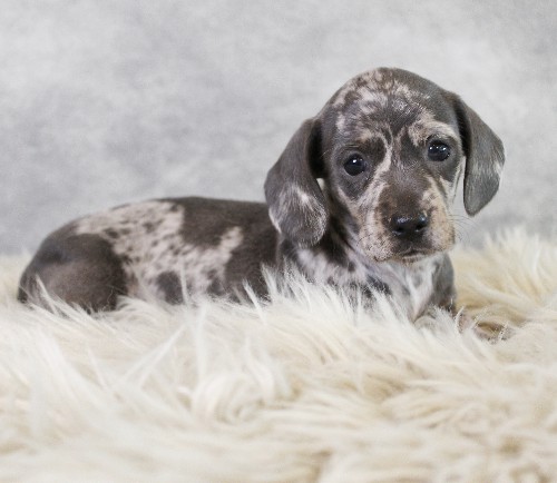 puppy, for, sale, Dachshund, Melvin  King, dog, breeder, Honey Brook, PA, dog-breeder, puppy-for-sale, forsale, nearby, find, puppyfind, locator, puppylocator, aca