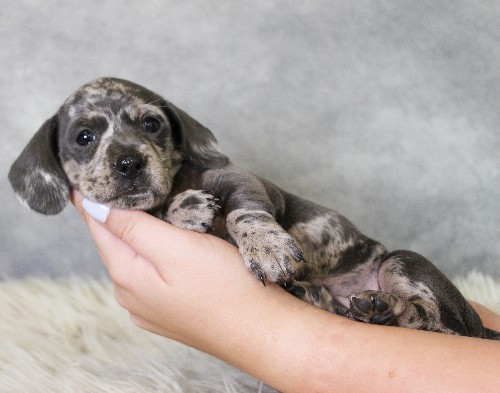 puppy, for, sale, Dachshund, Melvin  King, dog, breeder, Honey Brook, PA, dog-breeder, puppy-for-sale, forsale, nearby, find, puppyfind, locator, puppylocator, aca