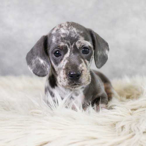 puppy, for, sale, Dachshund, Melvin  King, dog, breeder, Honey Brook, PA, dog-breeder, puppy-for-sale, forsale, nearby, find, puppyfind, locator, puppylocator, aca