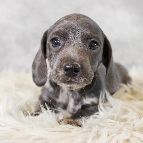 puppy, for, sale, Dachshund, Melvin  King, dog, breeder, Honey Brook, PA, dog-breeder, puppy-for-sale, forsale, nearby, find, puppyfind, locator, puppylocator, aca